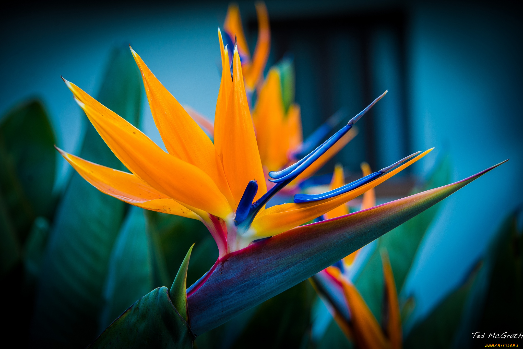 цветы, стрелиция, , райская, птица, тропики