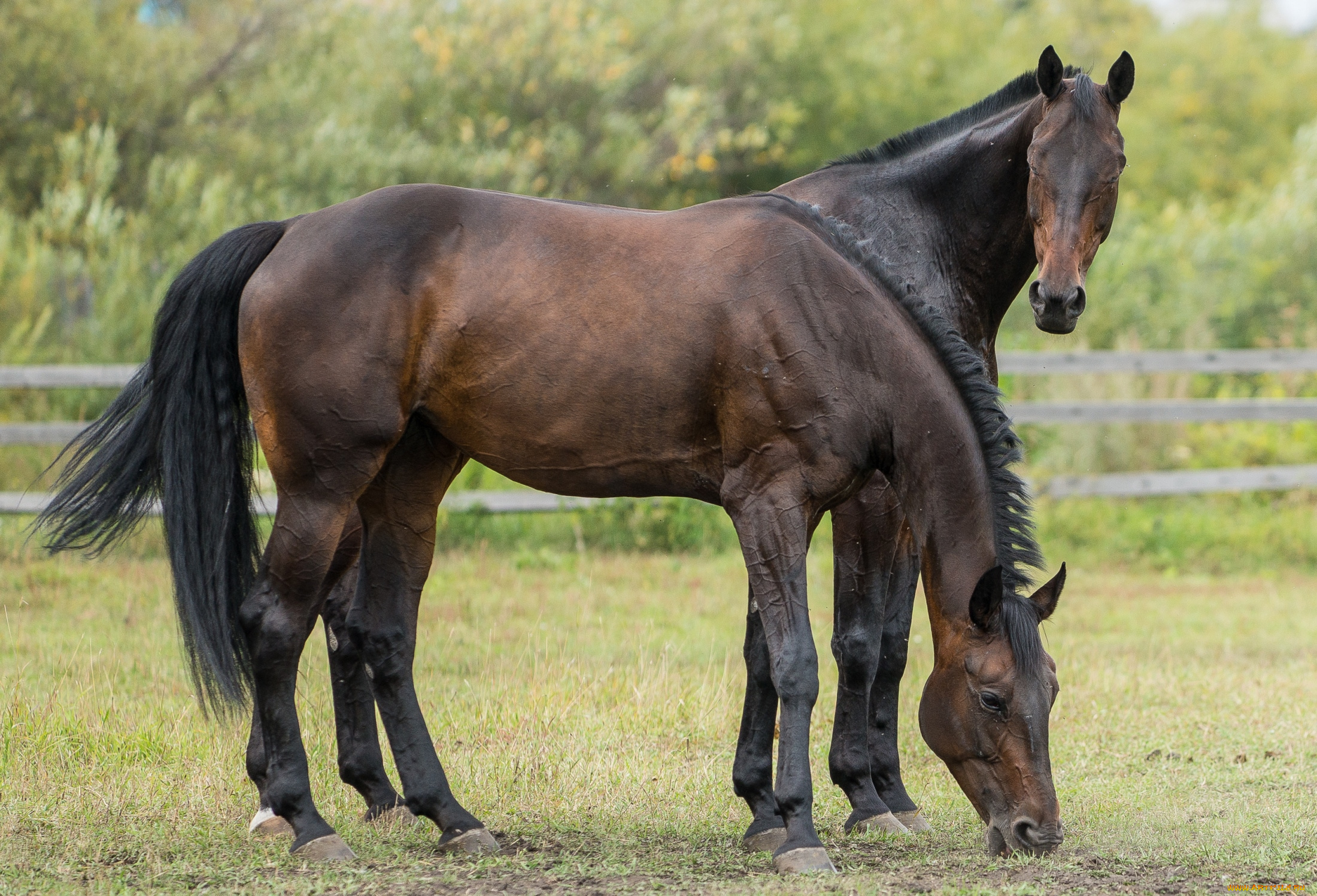 животные, лошади, красавцы