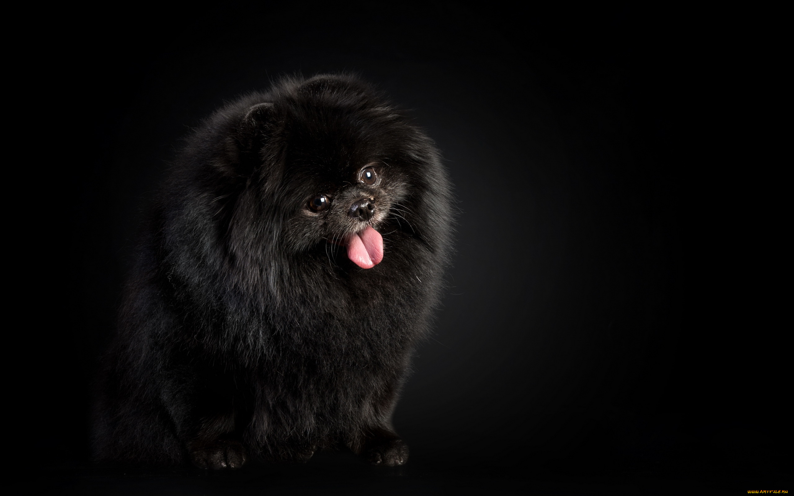 животные, собаки, взгляд, польша, германия, декоративная, порода, померанский, шпиц