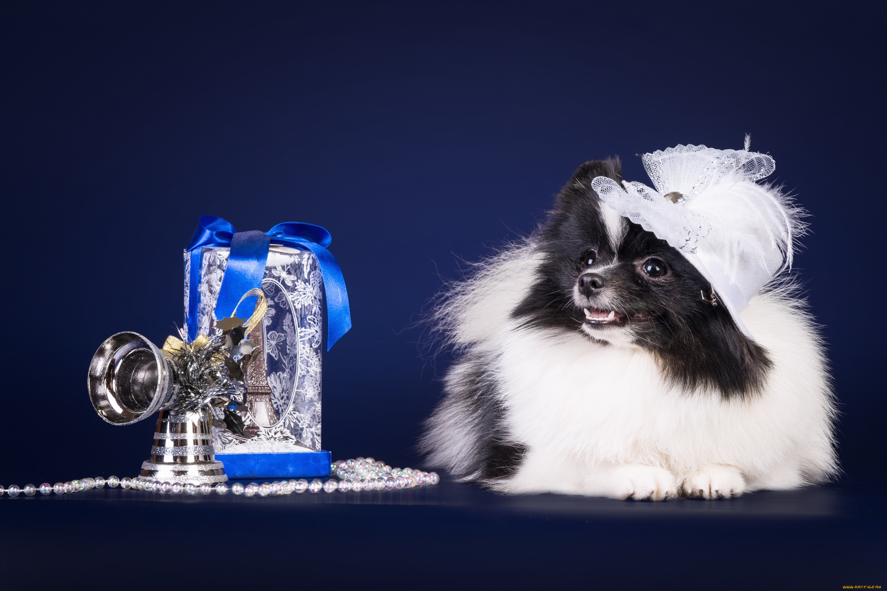 животные, собаки, шляпка, шпиц