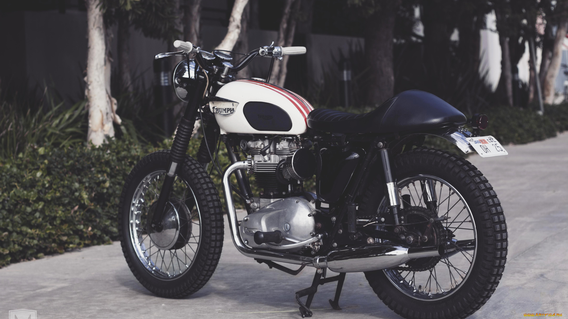 мотоциклы, triumph