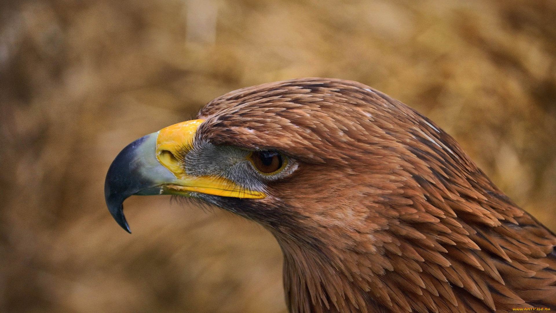 орел, животные, птицы, -, хищники, птица
