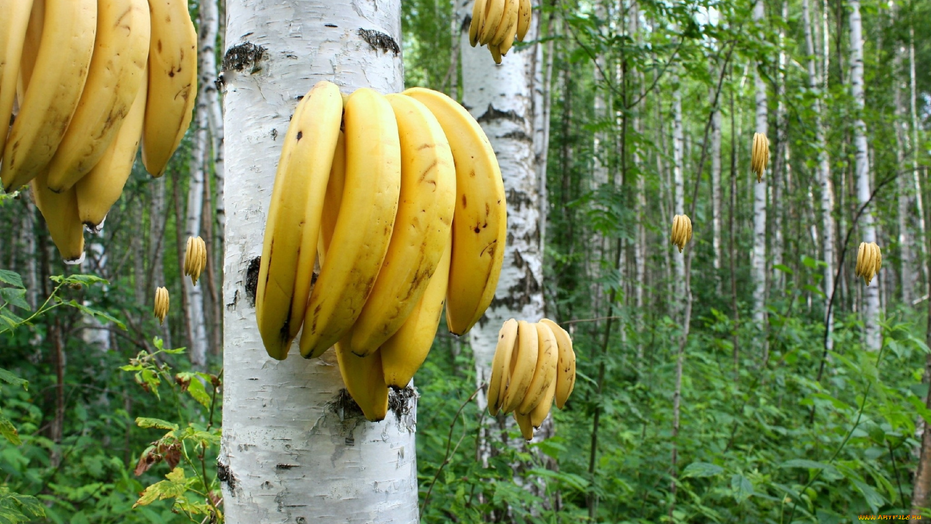 юмор, и, приколы, бананы, березы, роща
