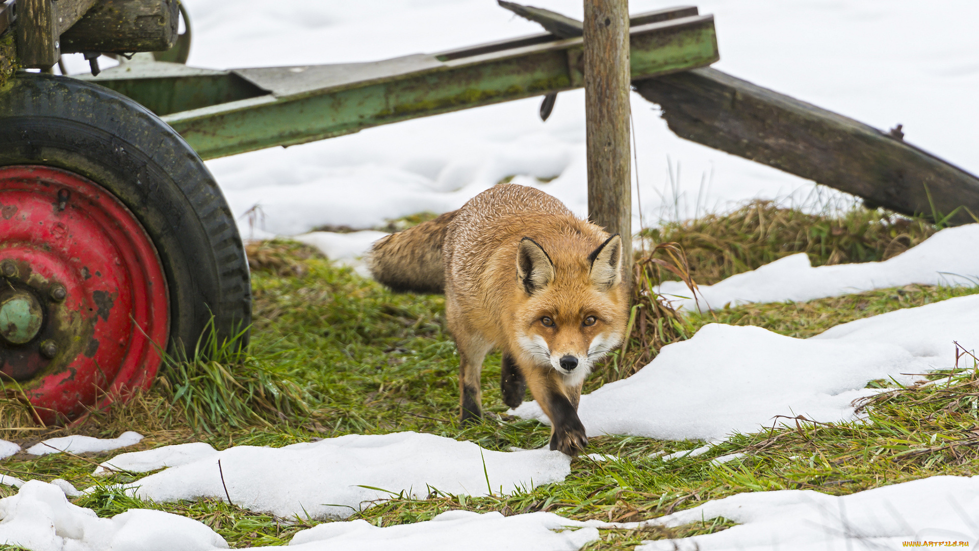 животные, лисы, лиса, снег