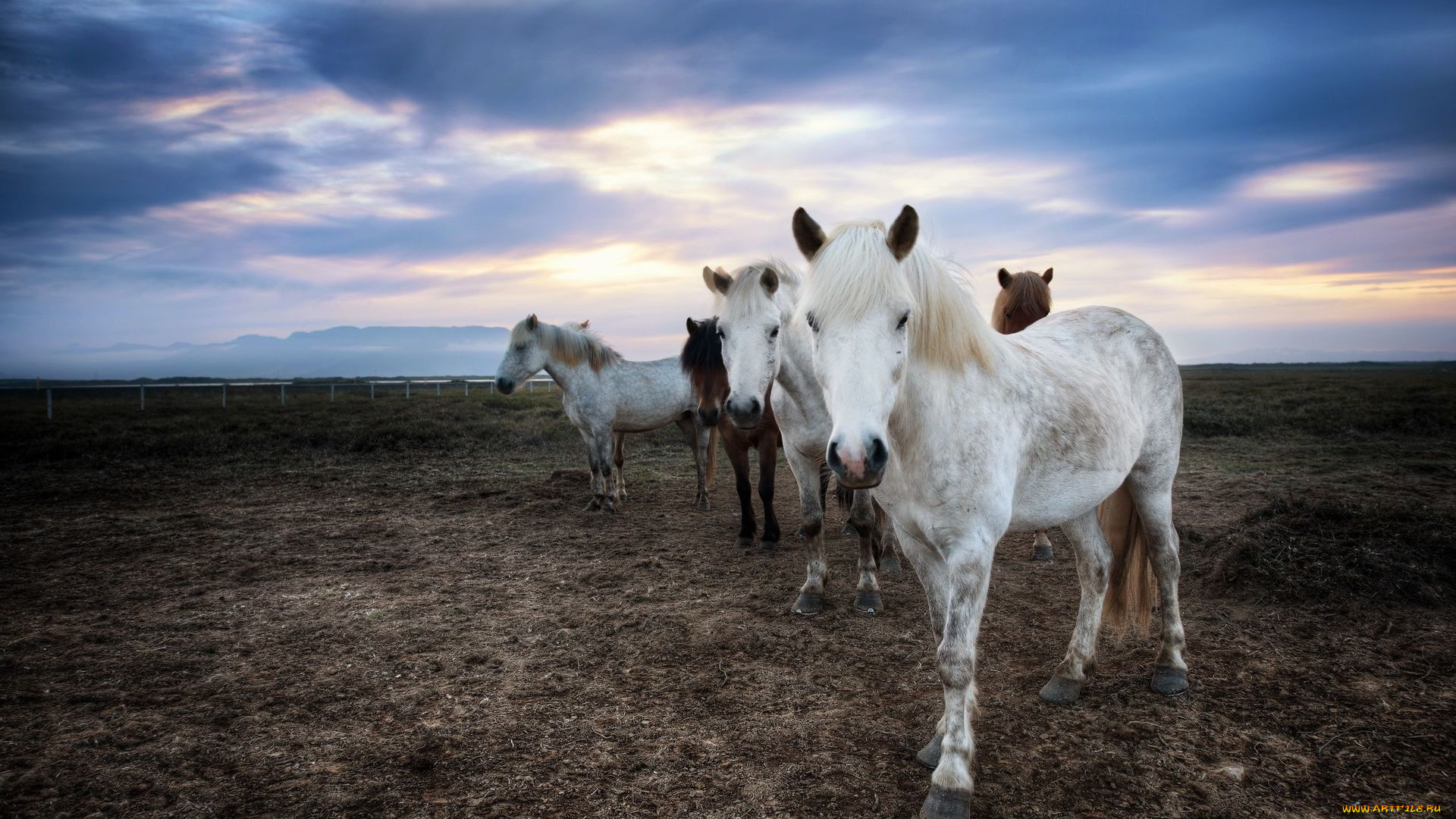 животные, лошади