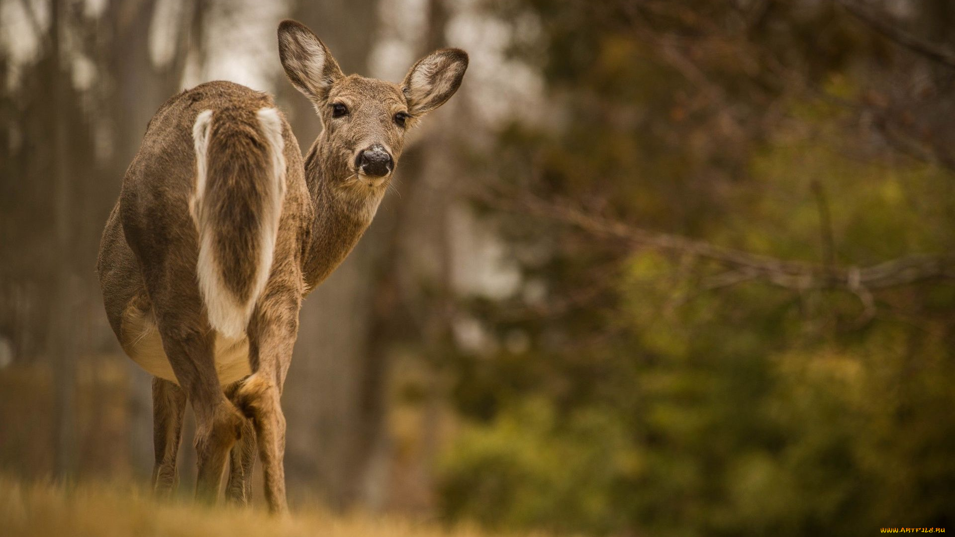 животные, олени, олень, взгляд