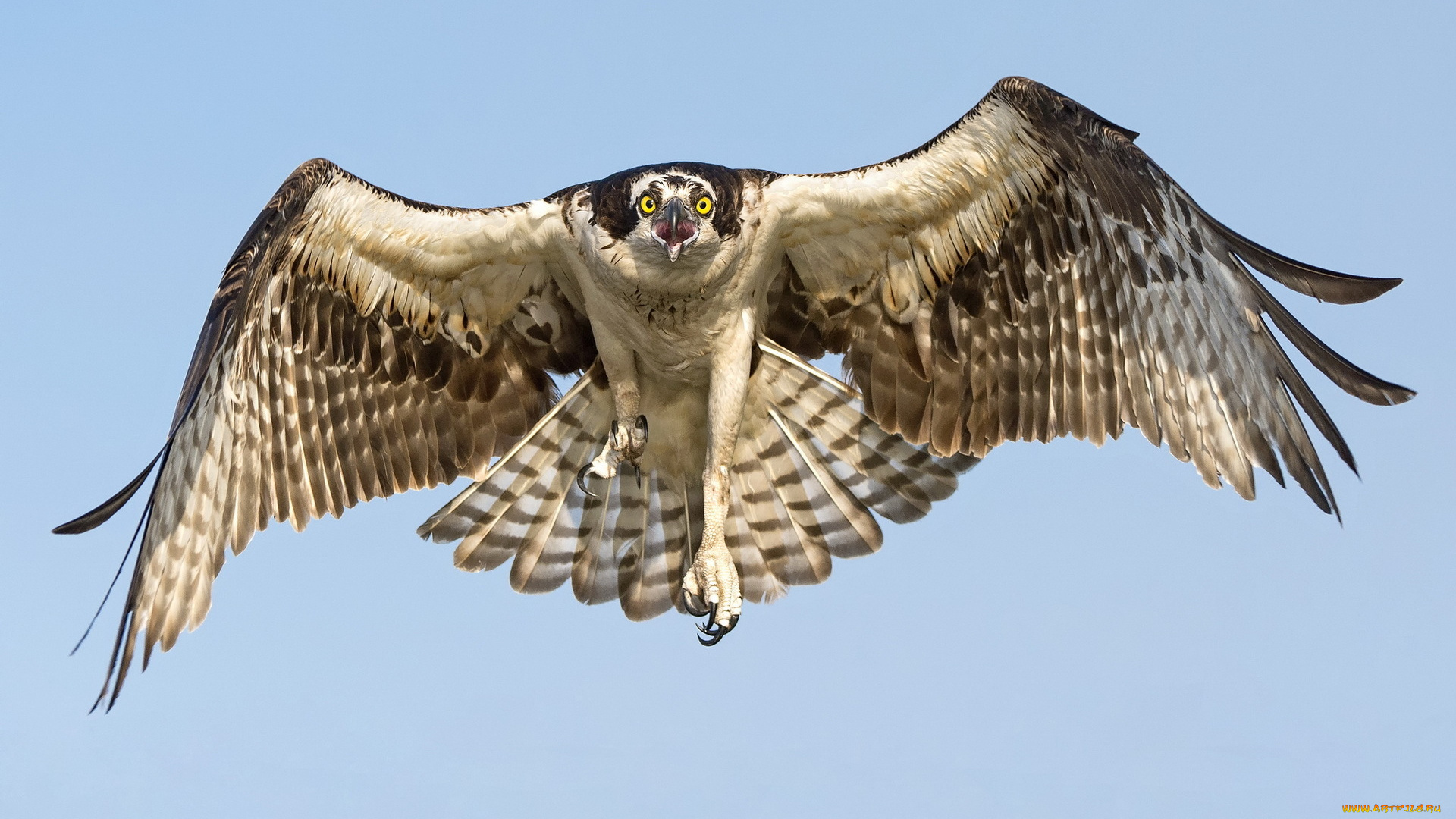 животные, птицы, -, хищники, крылья, полет