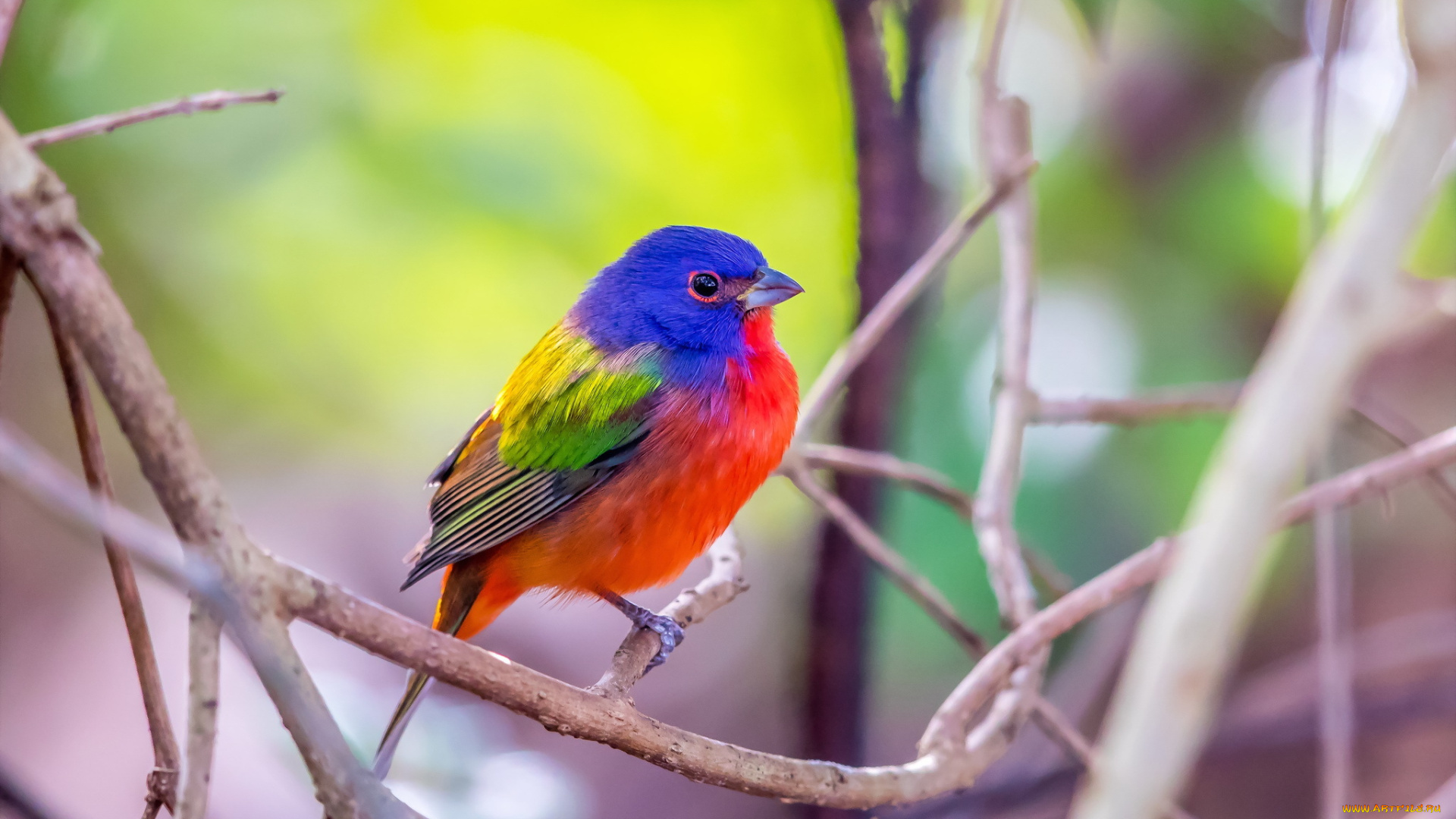 животные, птицы, green, cay, wetlands, male, painted, bunting, florida, птица, цвет