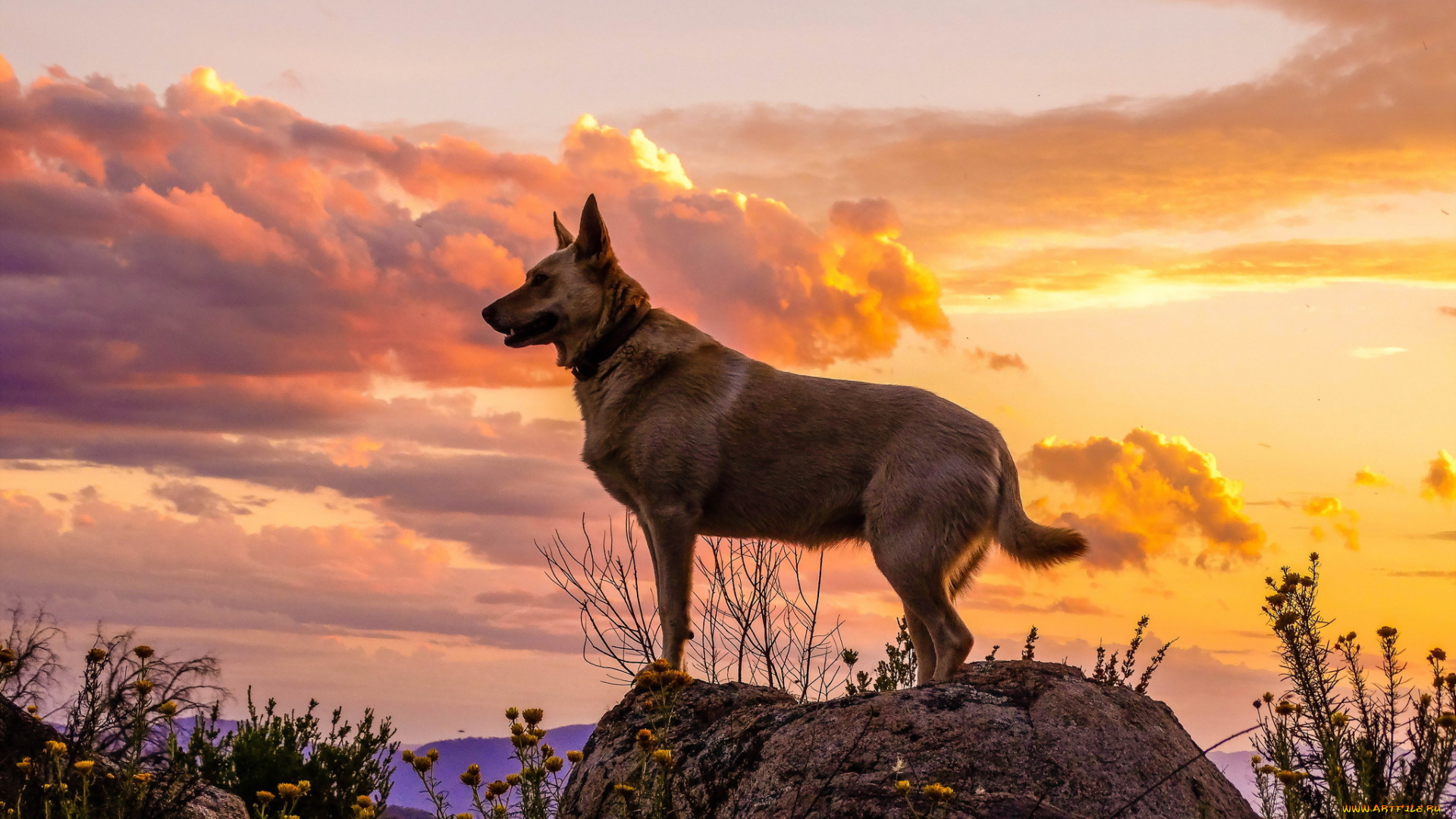 животные, собаки, закат, облака, взгляд, собака