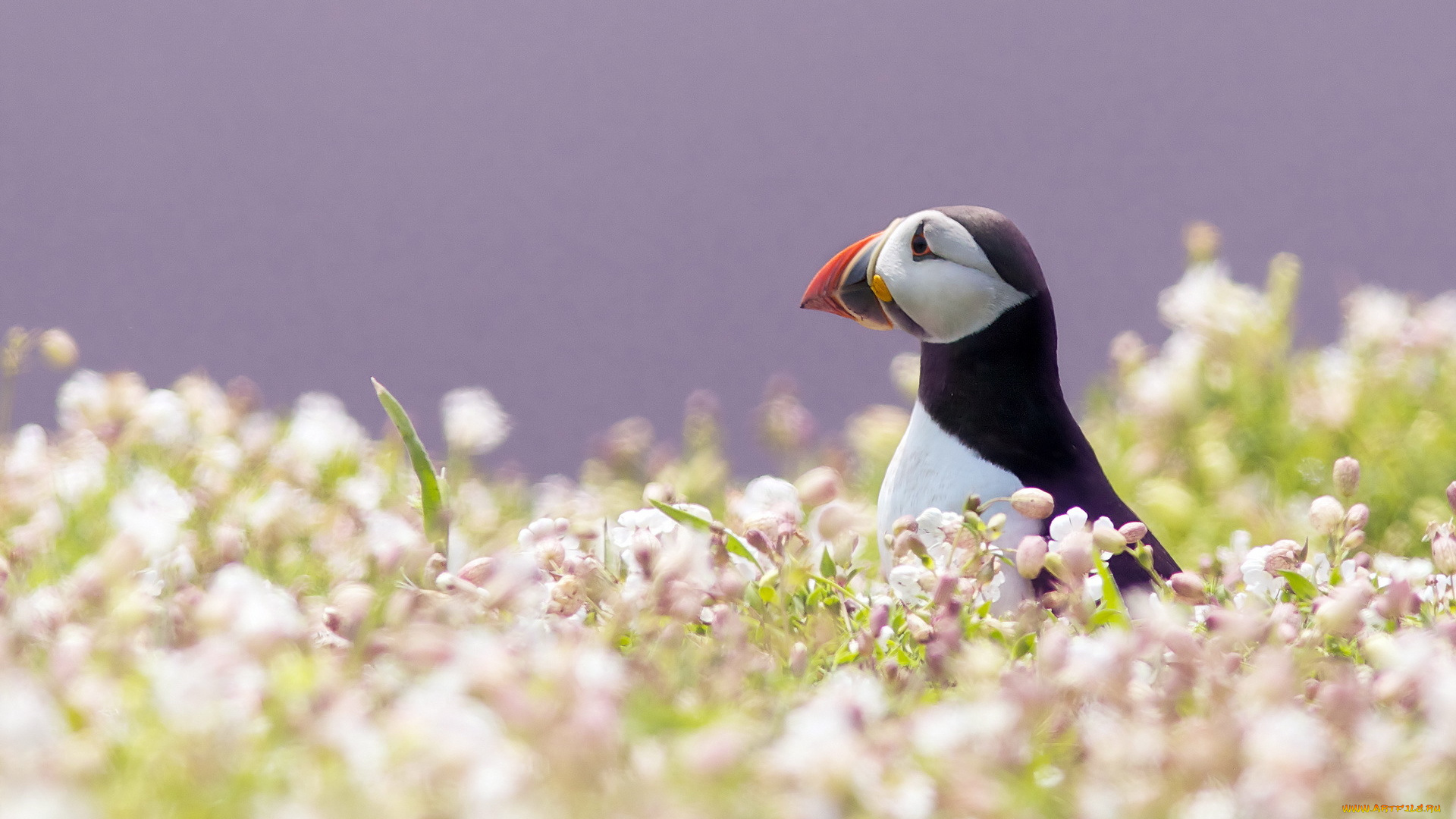 животные, тупики, puffin, тупик, птица