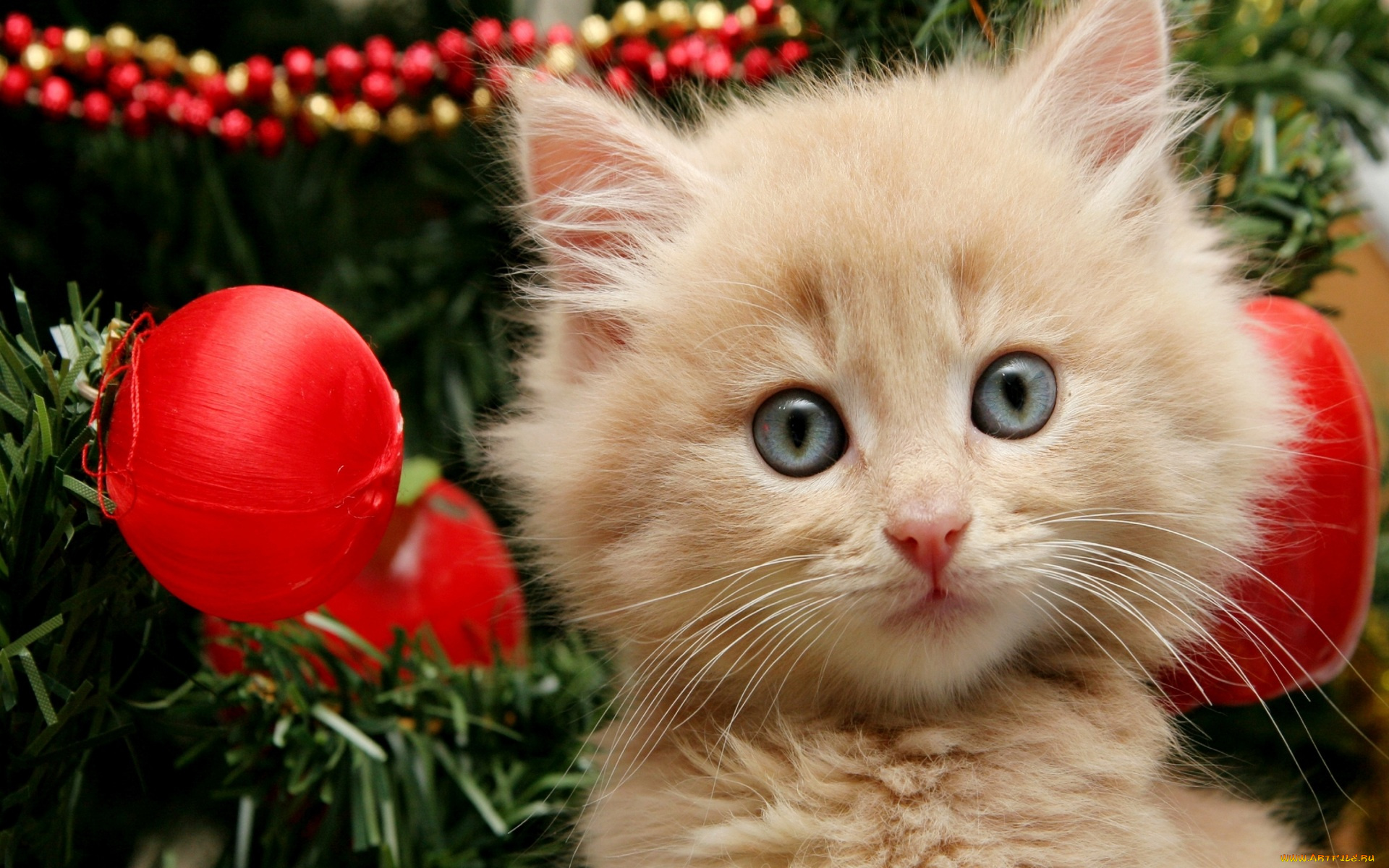 животные, коты, гирлянда, ёлка, котенок, шары