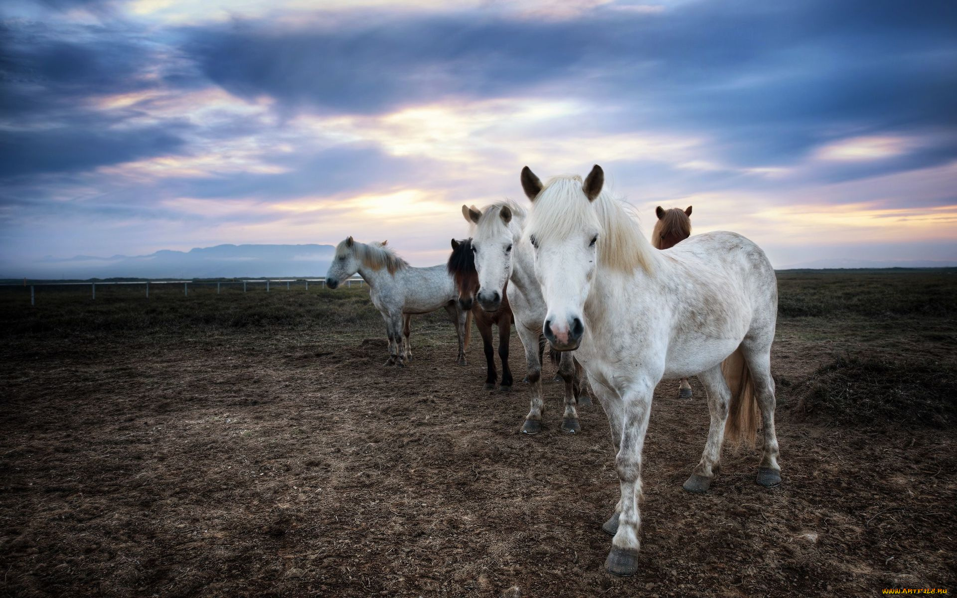 животные, лошади