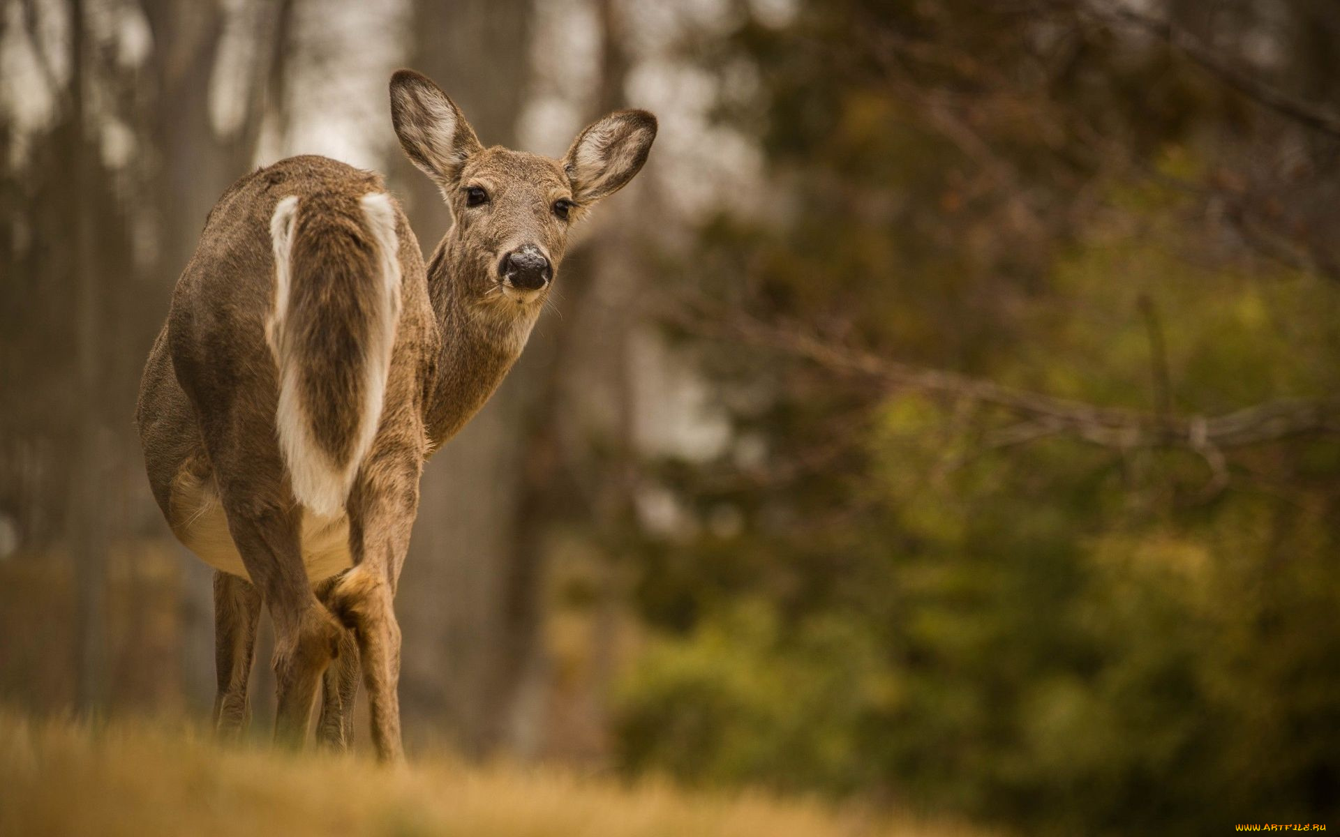 животные, олени, олень, взгляд