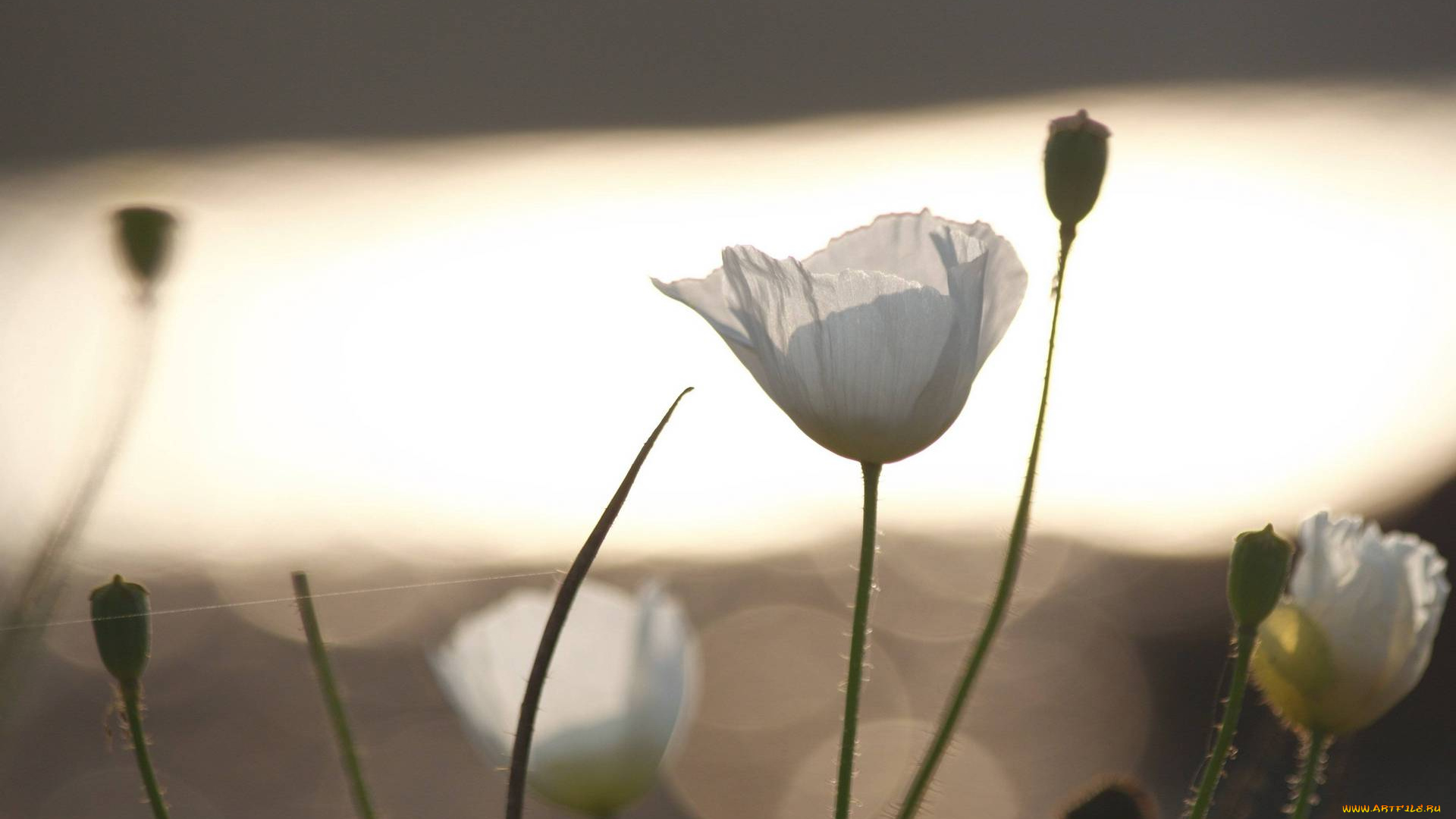 цветы, маки, белые, паутина, блики