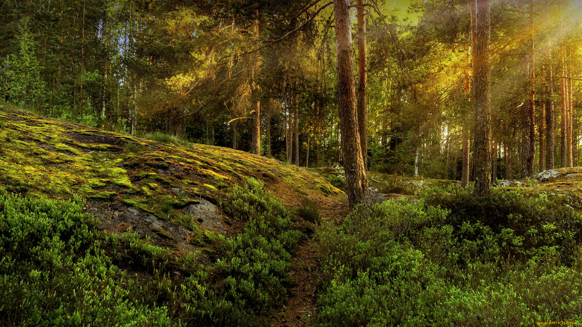 природа, лес, сосны, свет