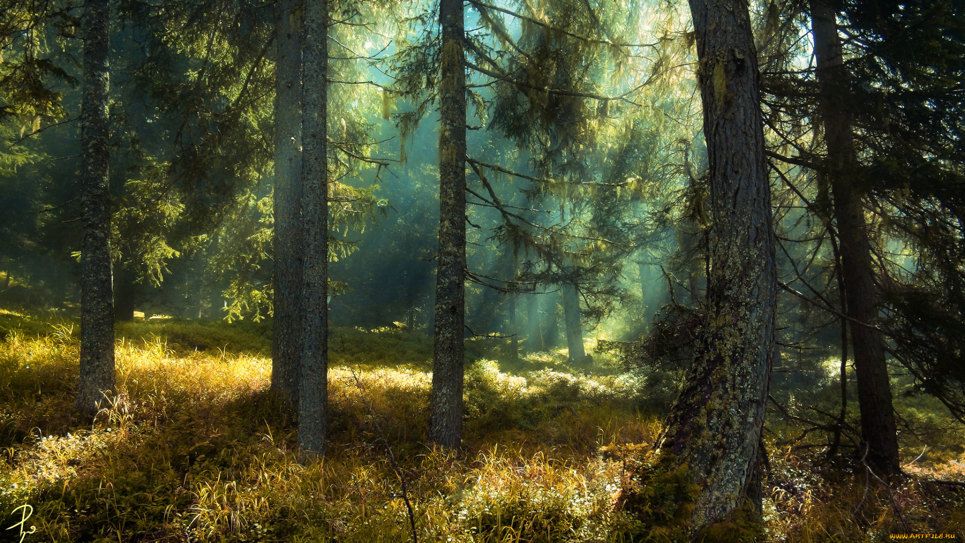 природа, лес, свет, ели