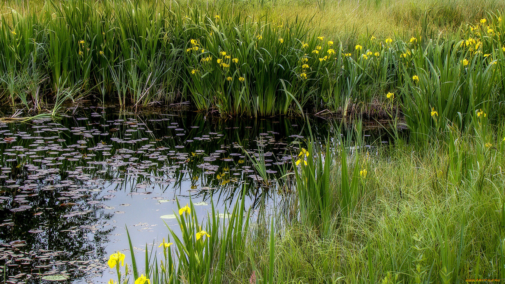 природа, реки, озера, заводь