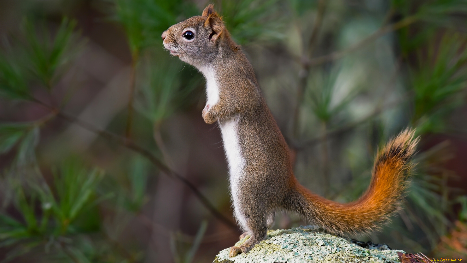 животные, белки, белка, стойка, камень