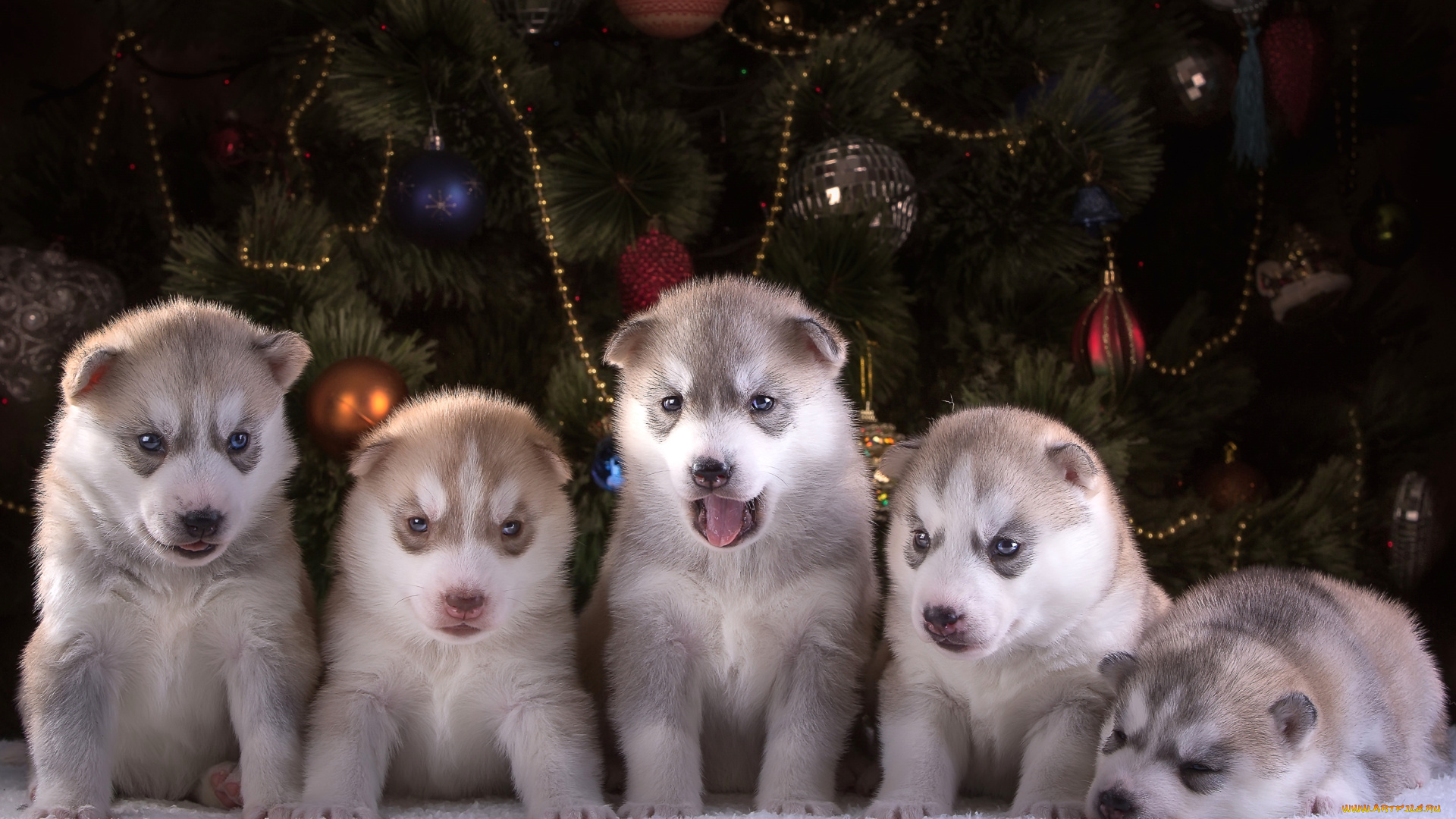 животные, собаки, хаски, новый, год, ёлка, повозка, пять, щенки