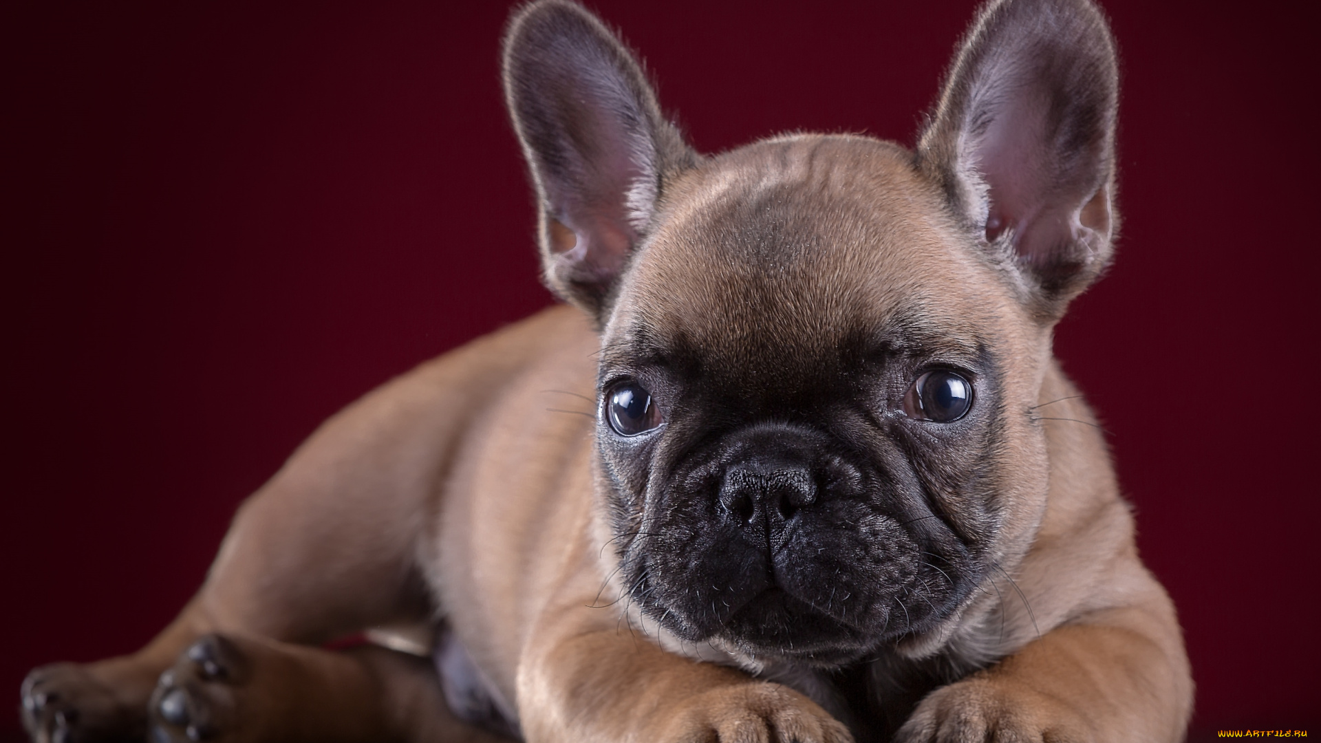 животные, собаки, портрет, бульдог, французский, щенок