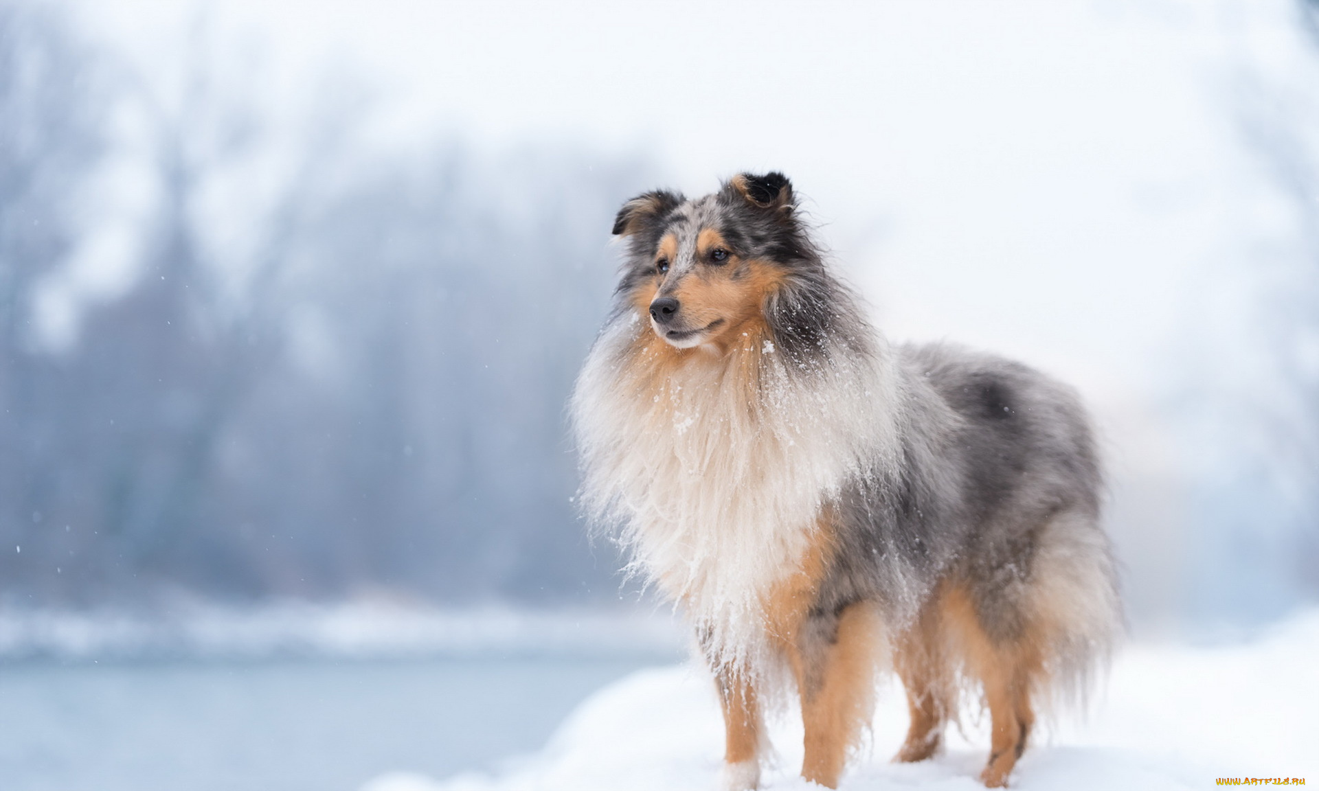 животные, собаки, собака, взгляд, друг, снег, зима