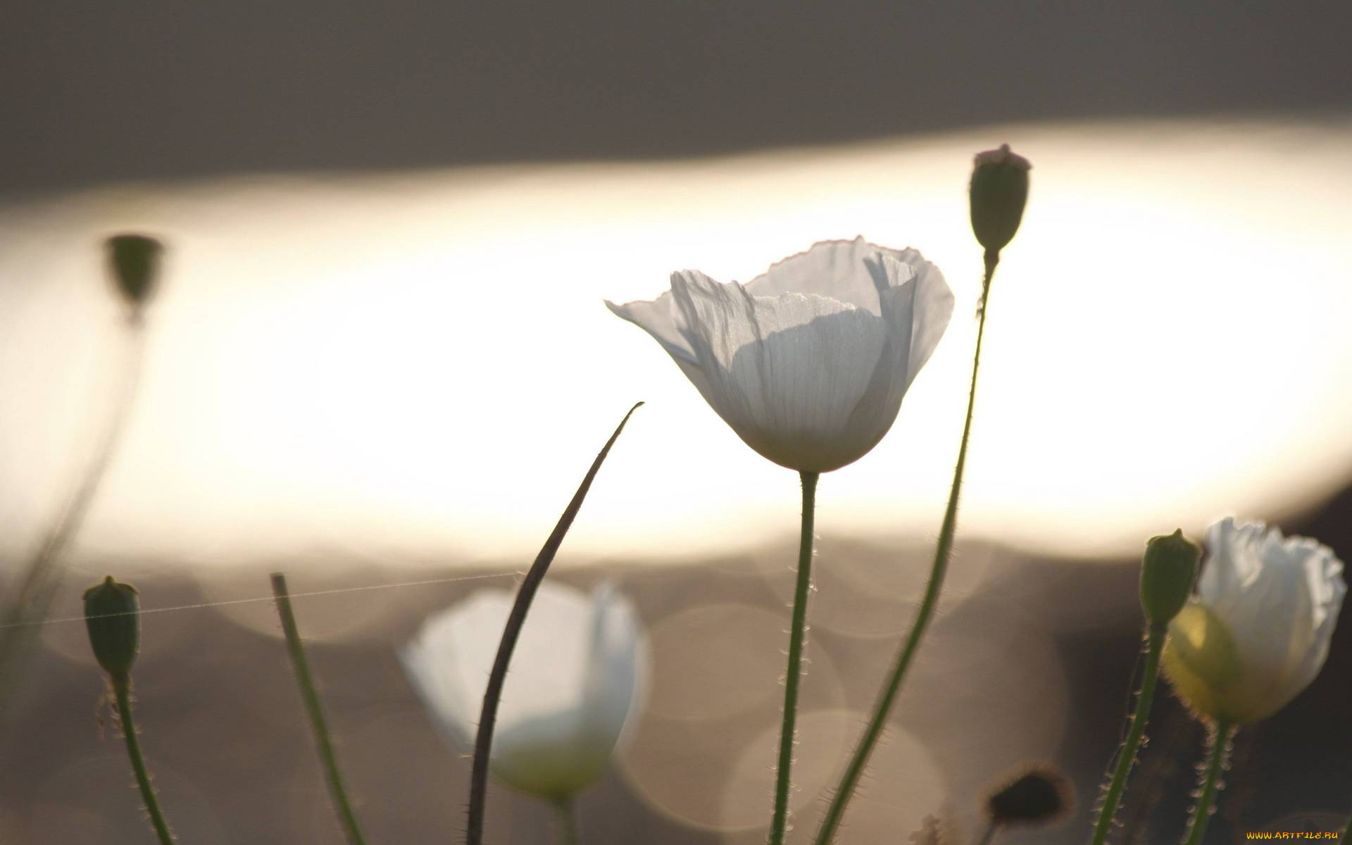 цветы, маки, белые, паутина, блики