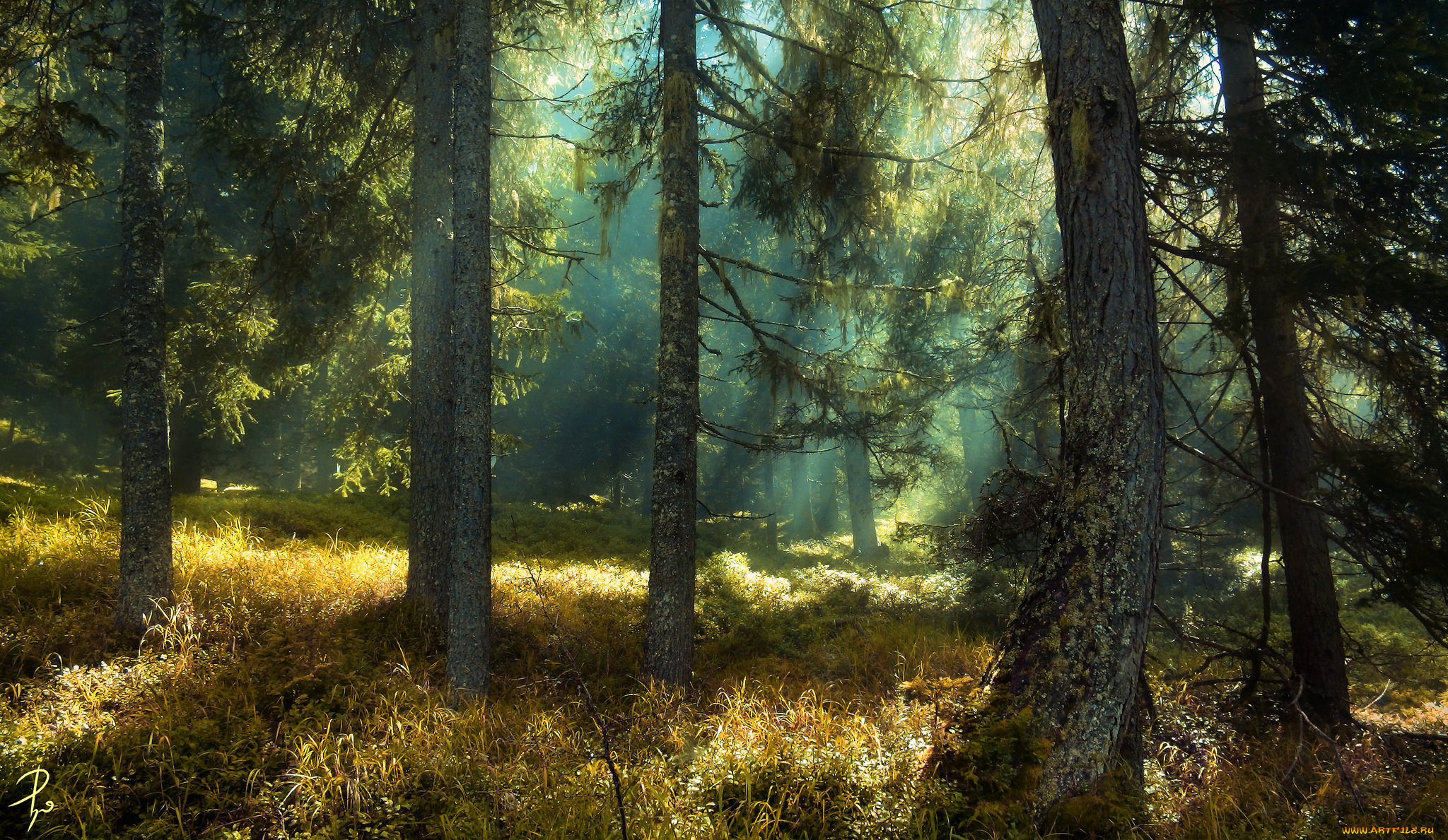 природа, лес, свет, ели