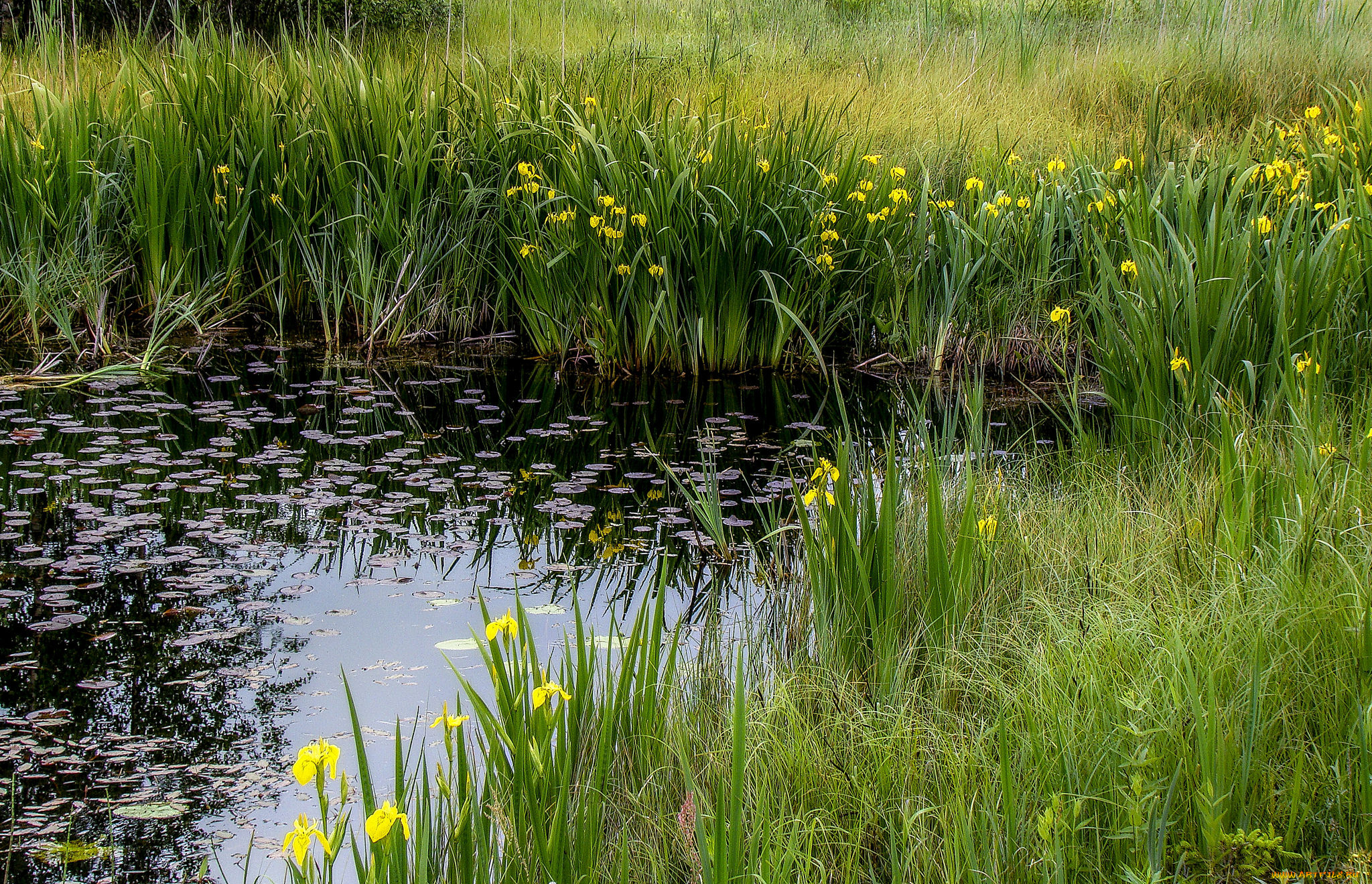 природа, реки, озера, заводь