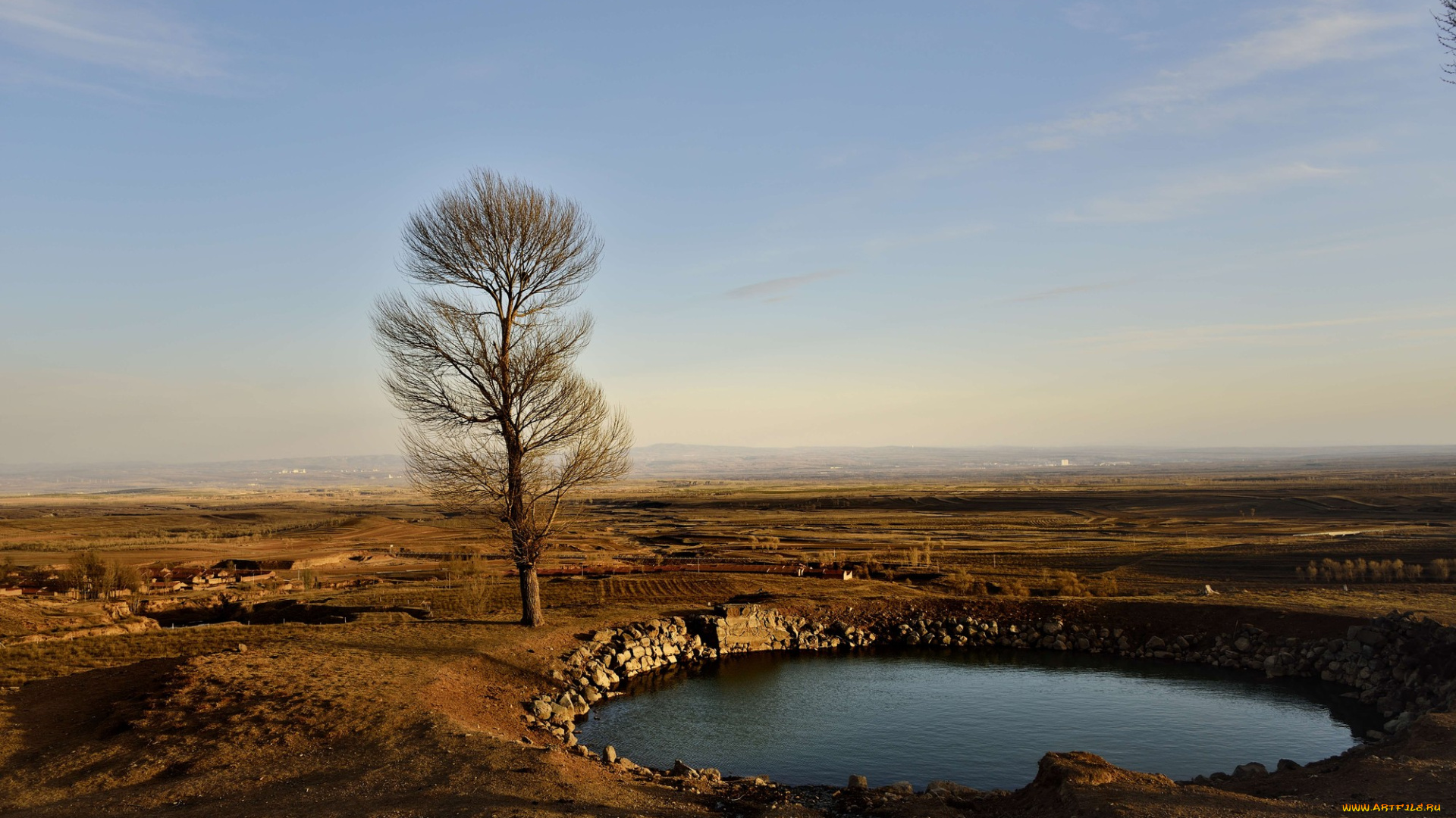 природа, пейзажи, поле, дерево