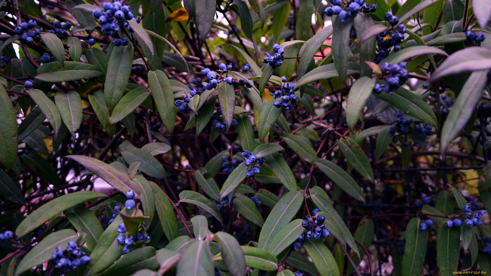 природа, Ягоды, куст, ягоды, синие