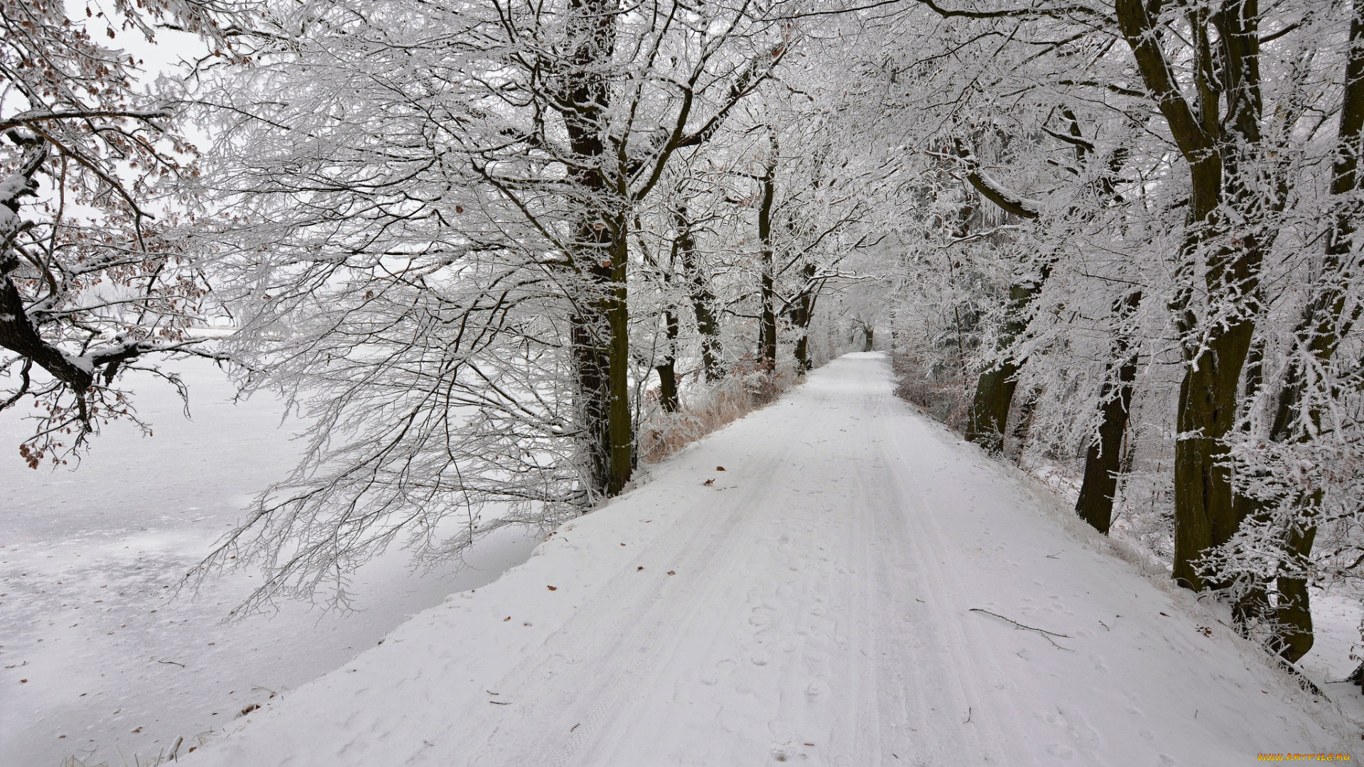 природа, зима, снег, деревья