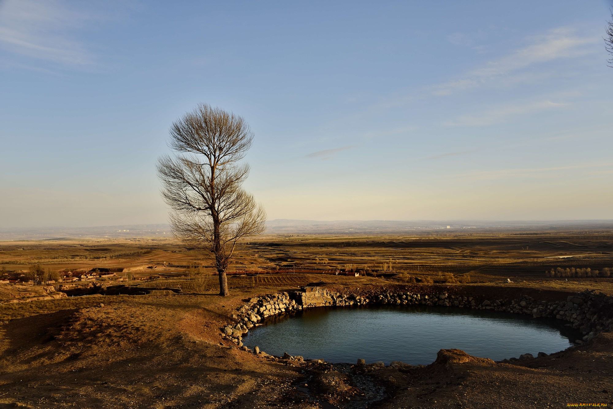 природа, пейзажи, поле, дерево