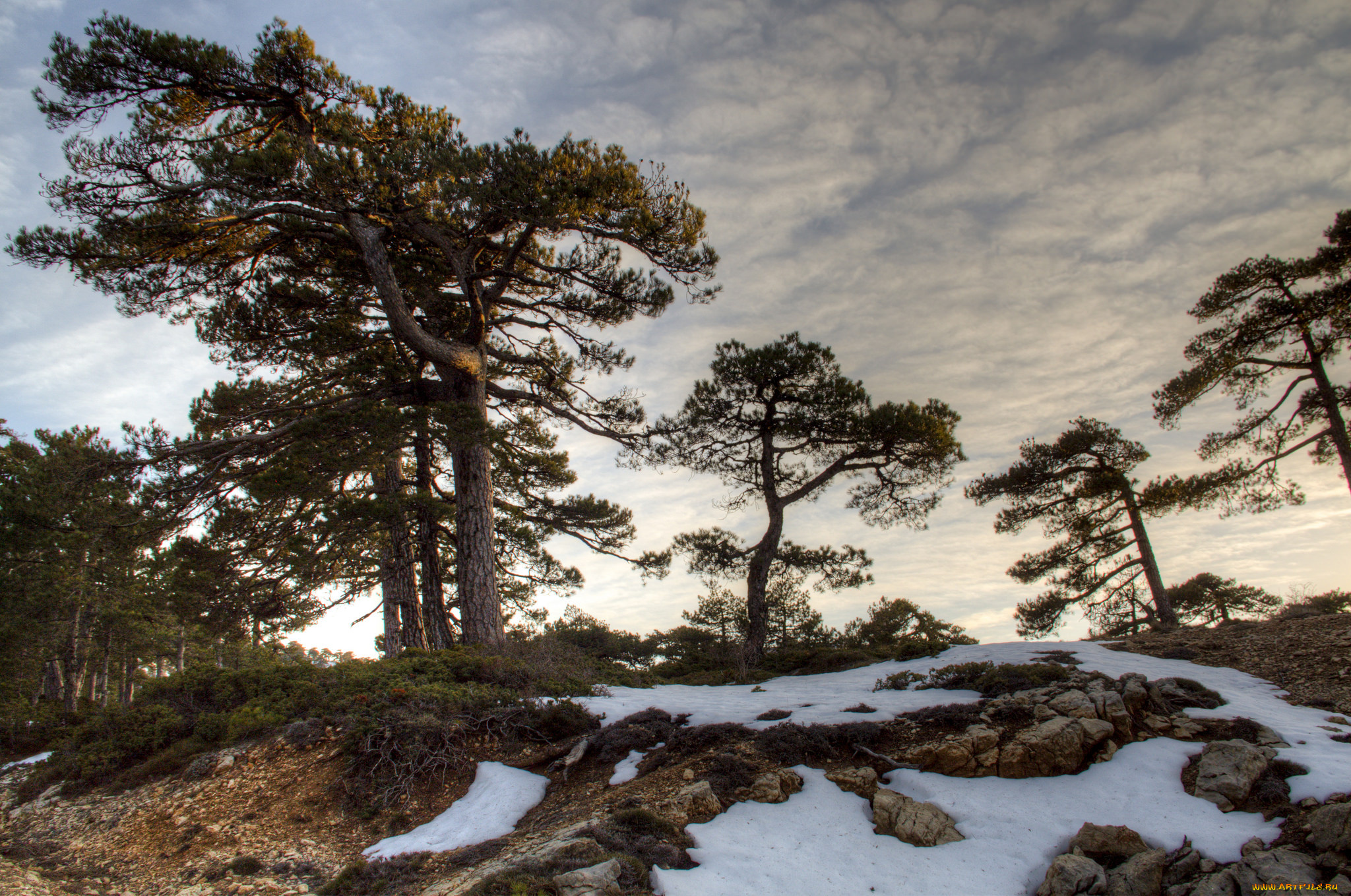 природа, деревья, простор