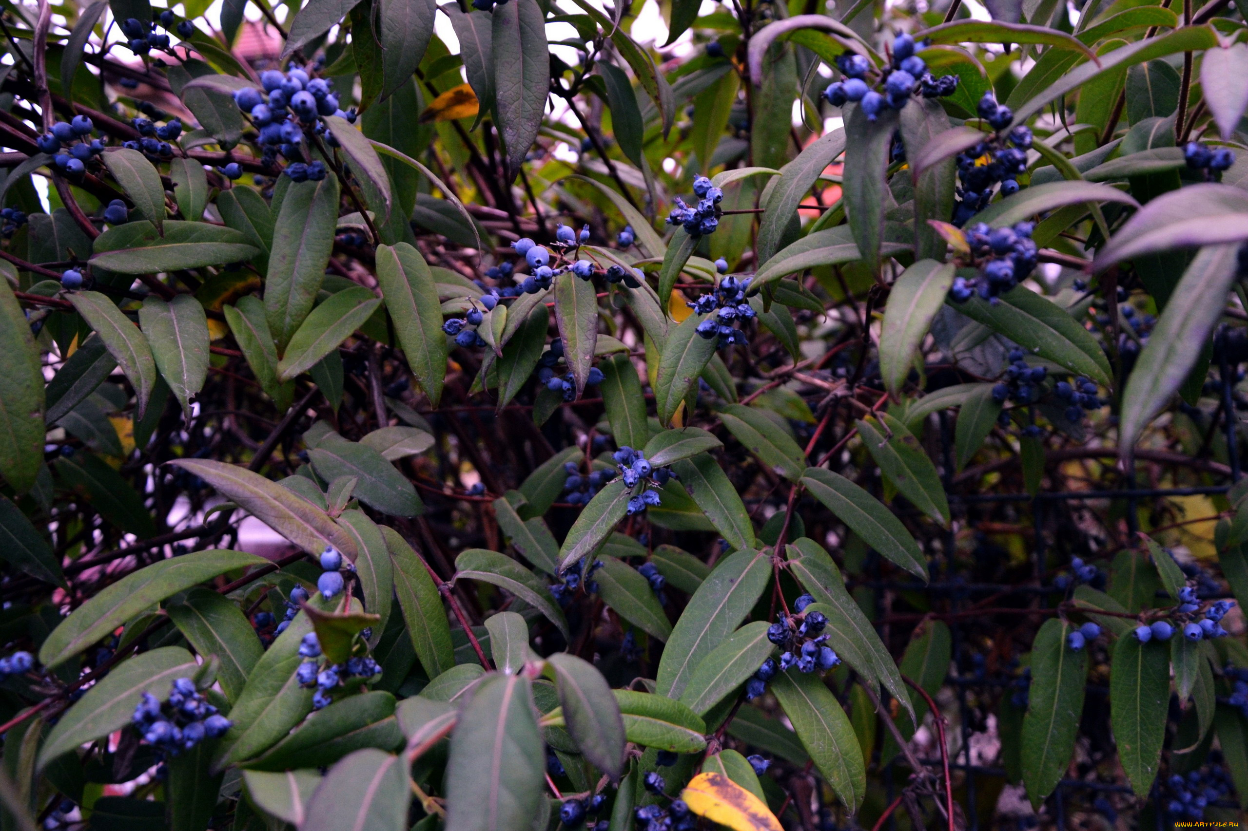 природа, Ягоды, куст, ягоды, синие