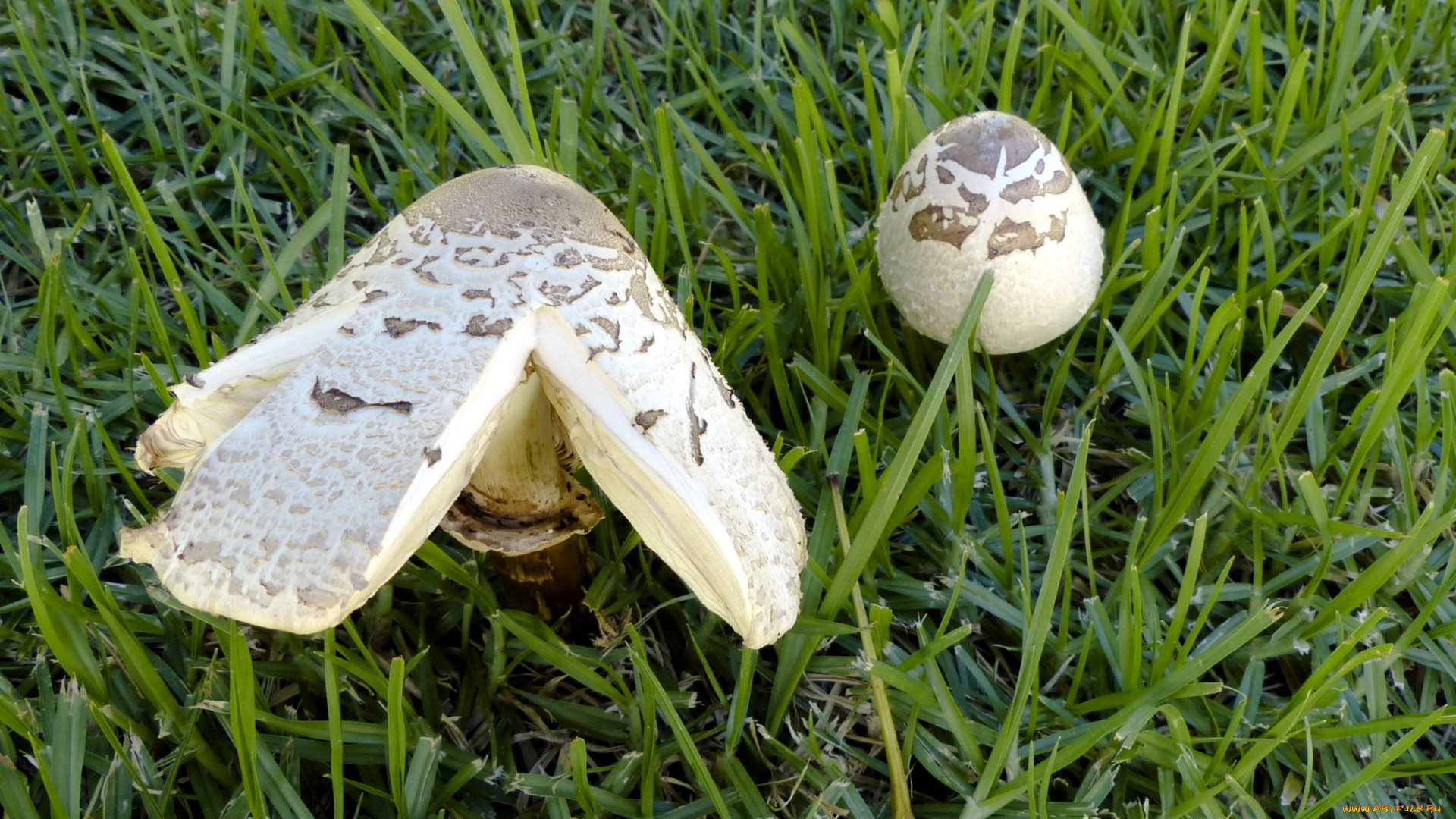 природа, грибы, дуэт, трава