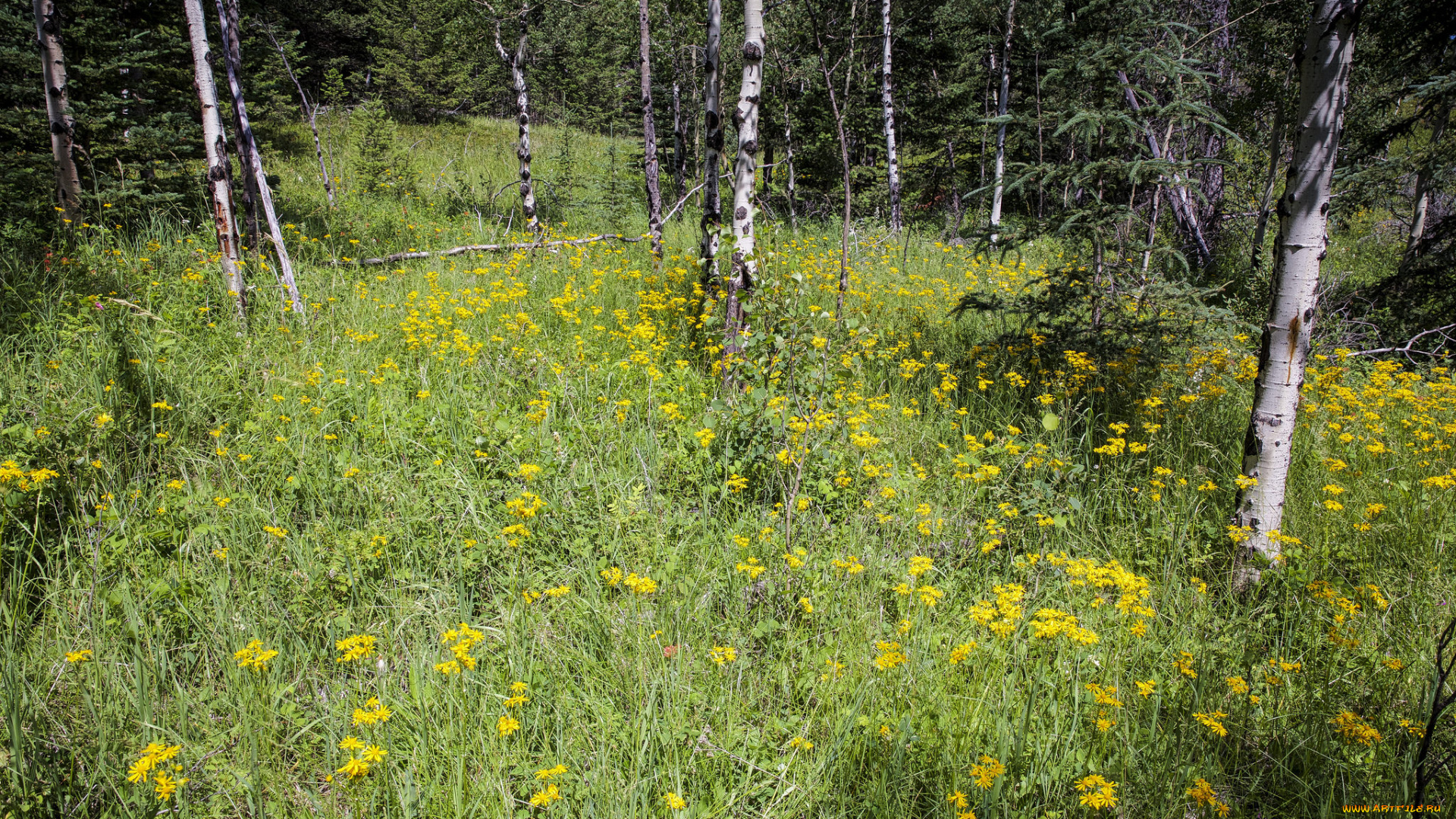 природа, лес, простор