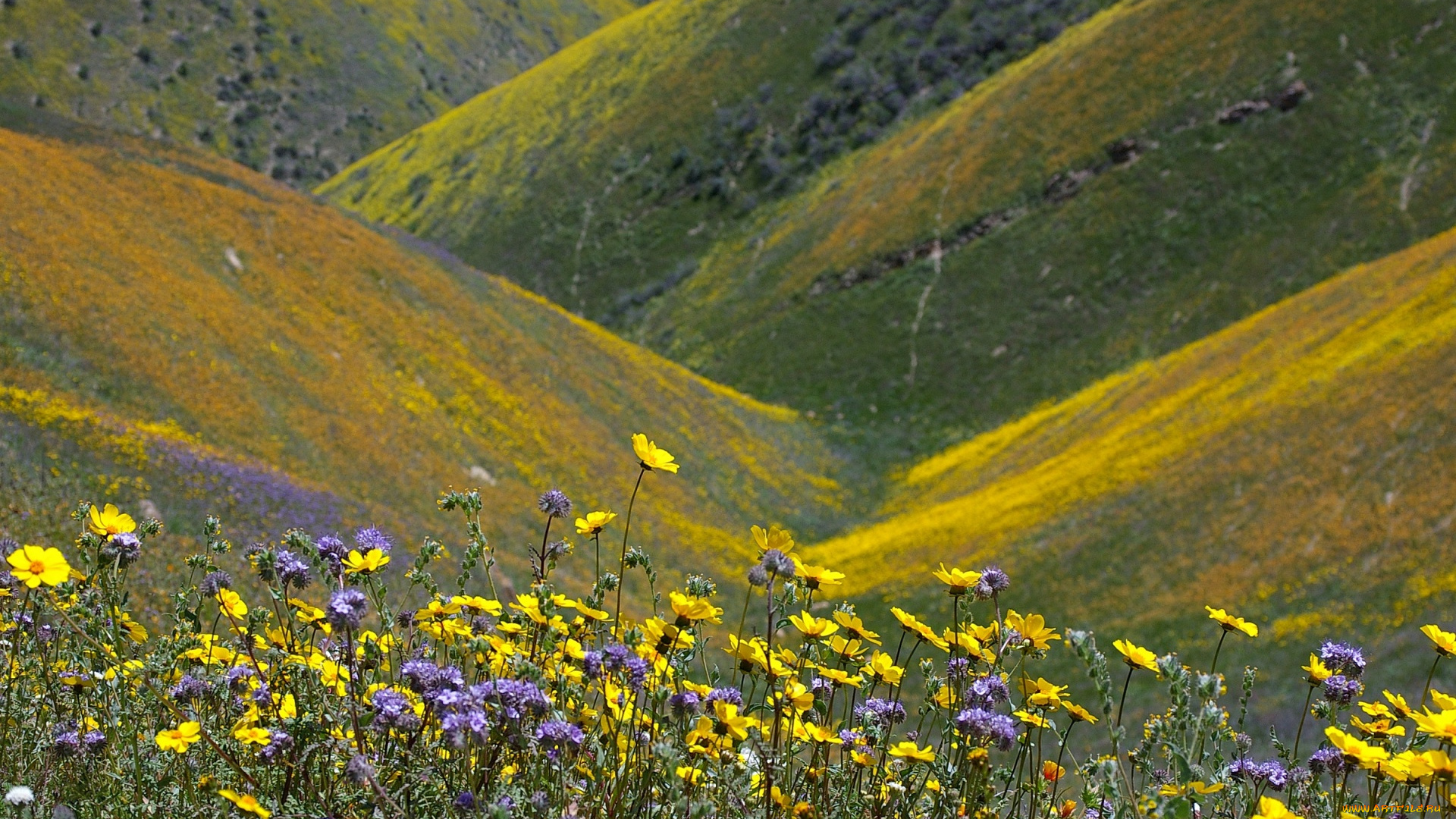 природа, луга, горы, луг, цветы