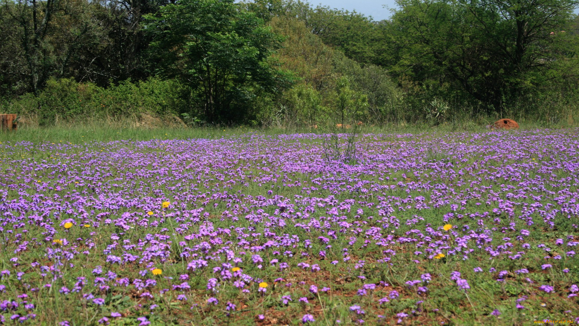 природа, луга, лето, цветы, луг
