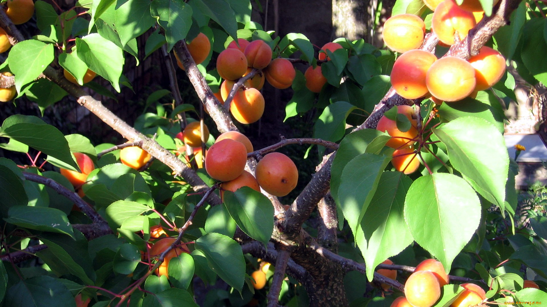 природа, плоды, абрикосы
