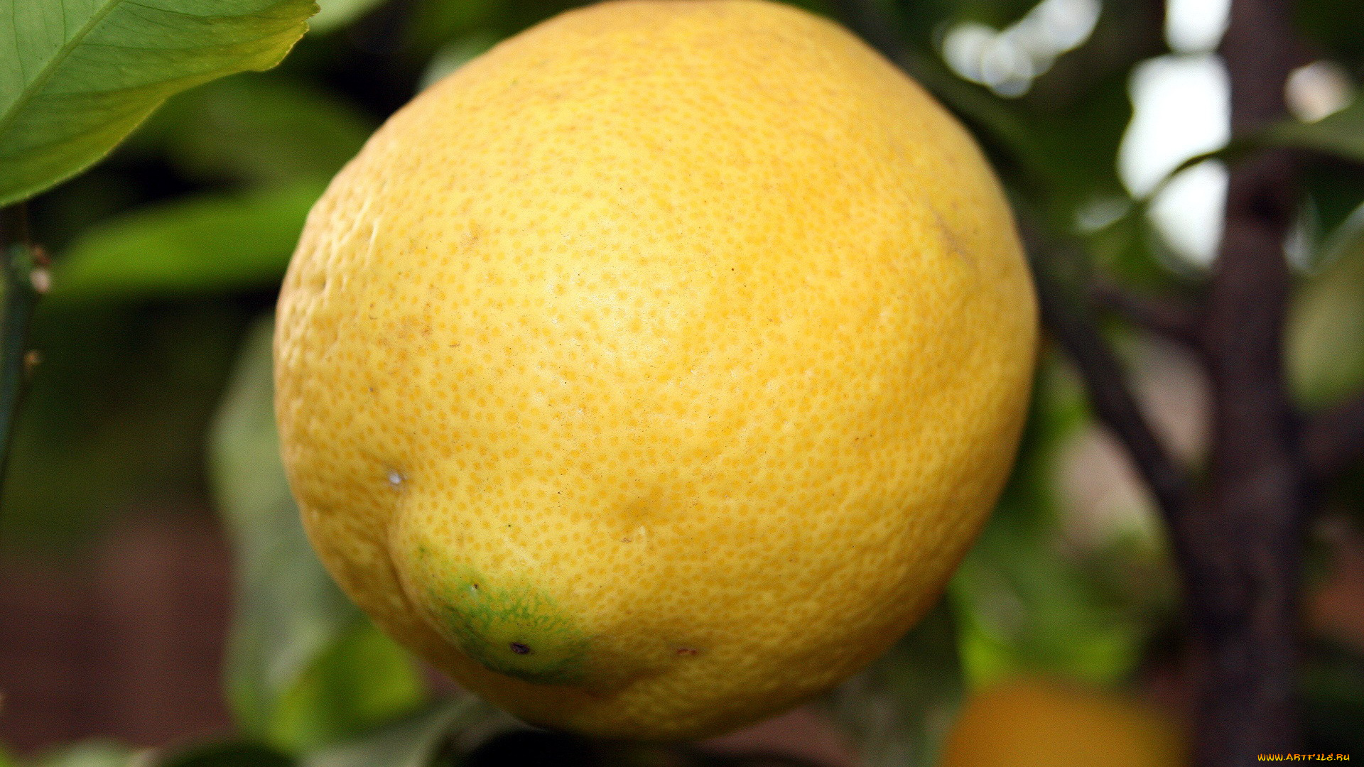 природа, плоды, лимон, цитрус