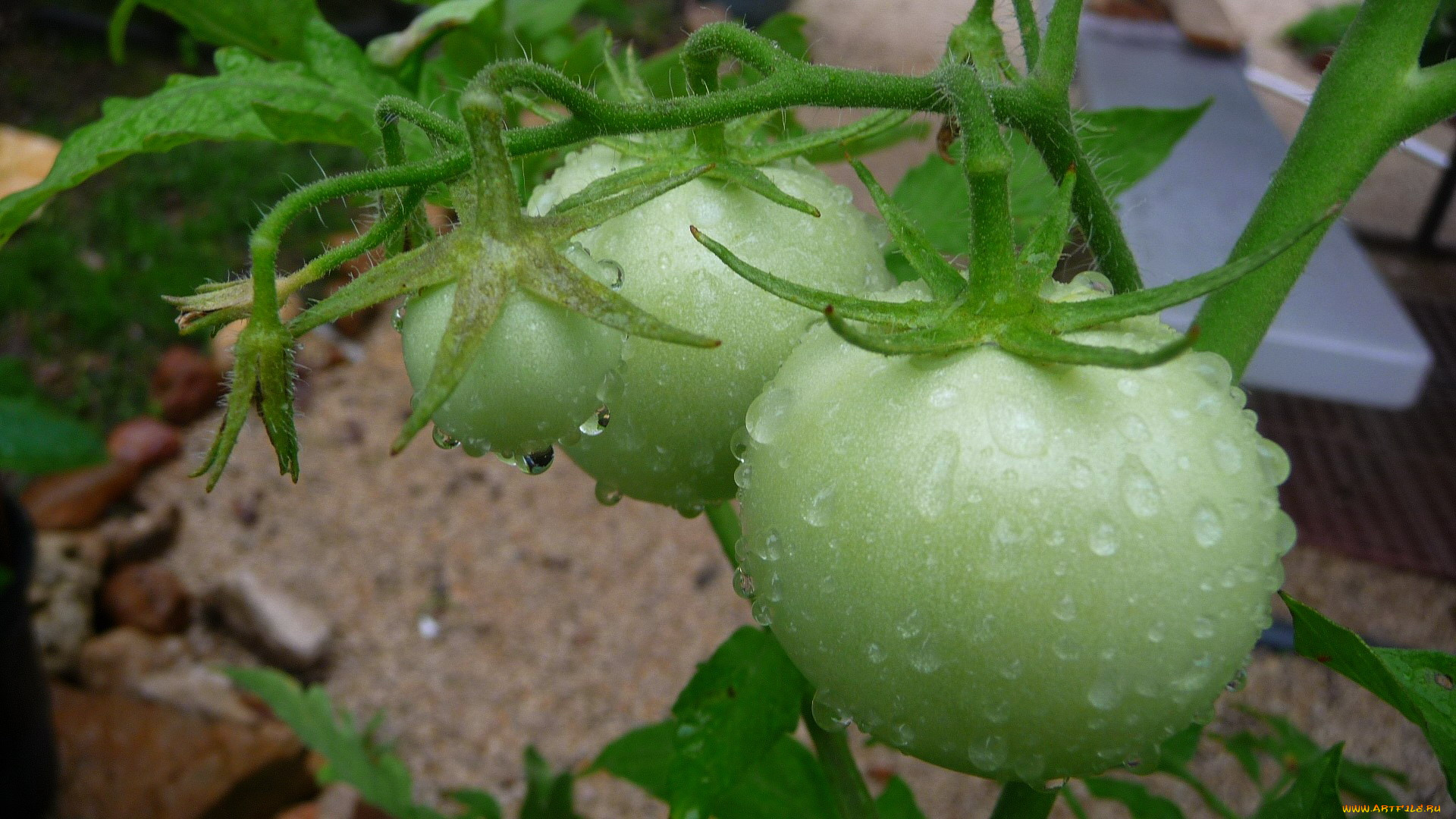 природа, плоды, помидоры, томаты