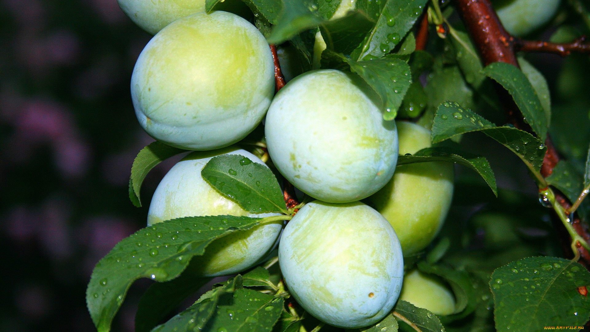 природа, плоды, сливы