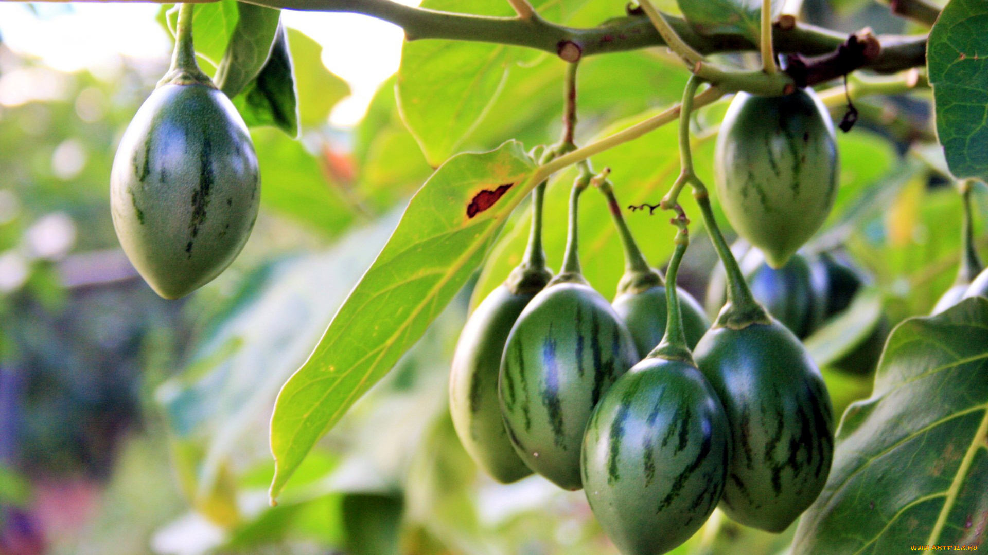 природа, плоды, tree-tomato, fruit