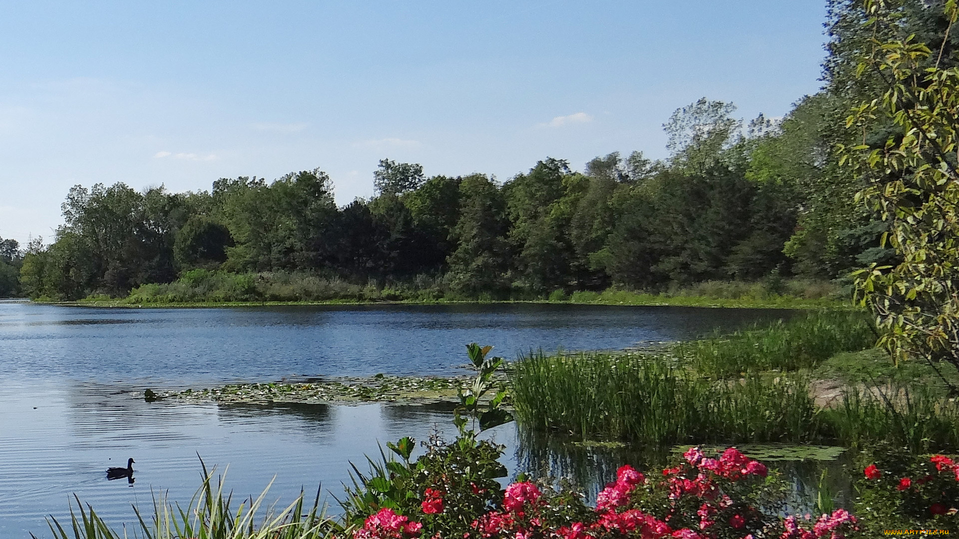 природа, реки, озера, река, деревья, лето, цветы