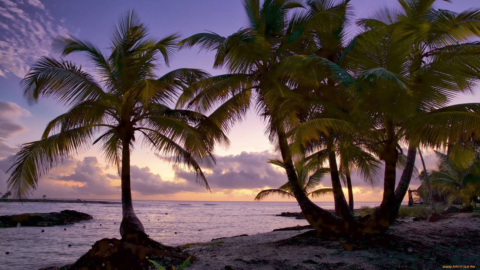 природа, тропики, простор