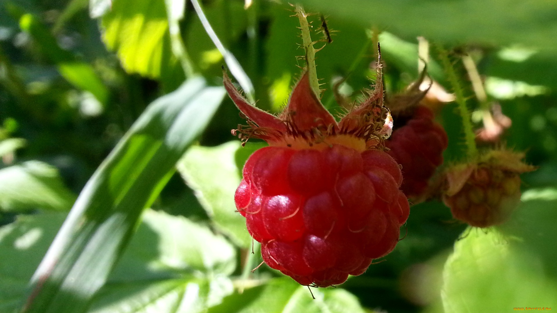 природа, Ягоды, малина