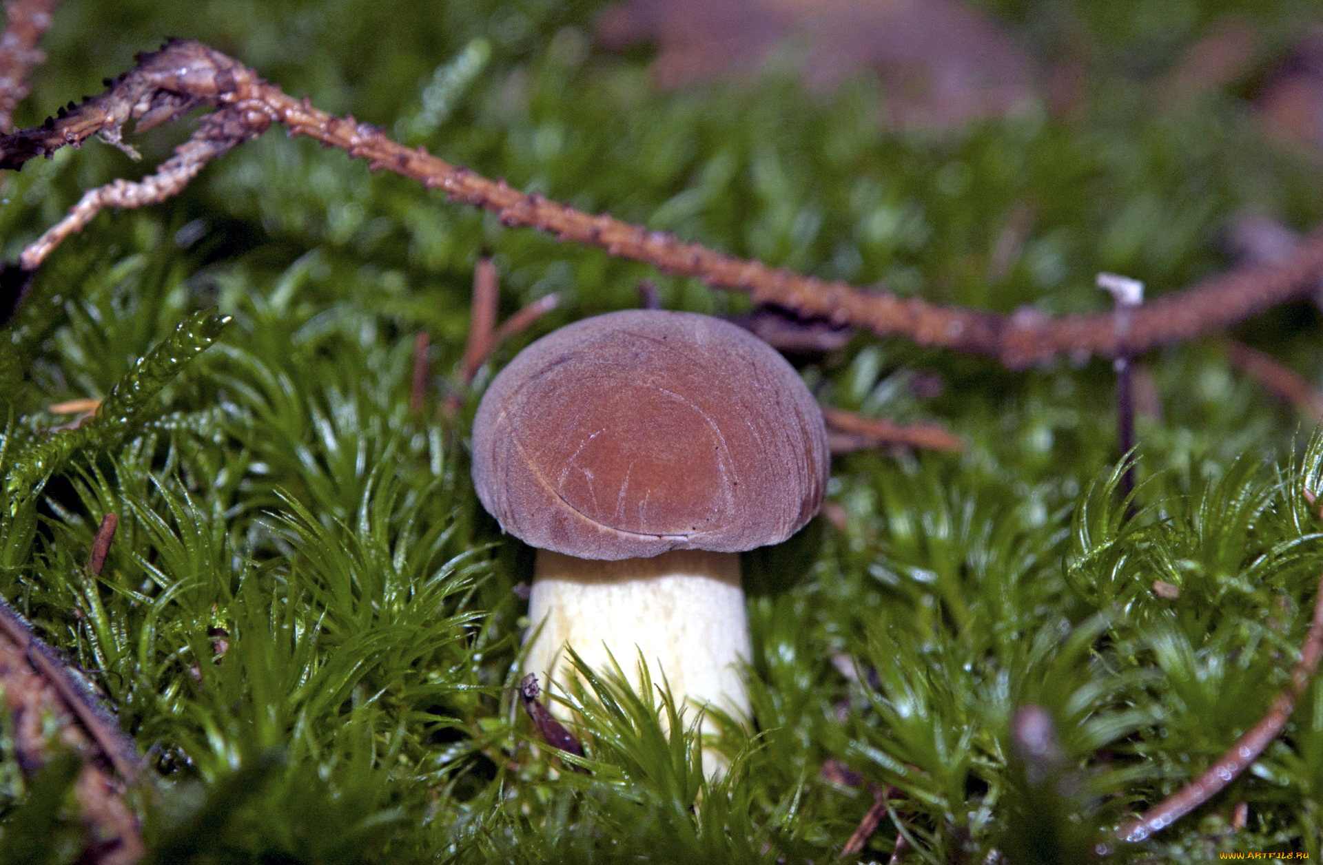 природа, грибы, боровик