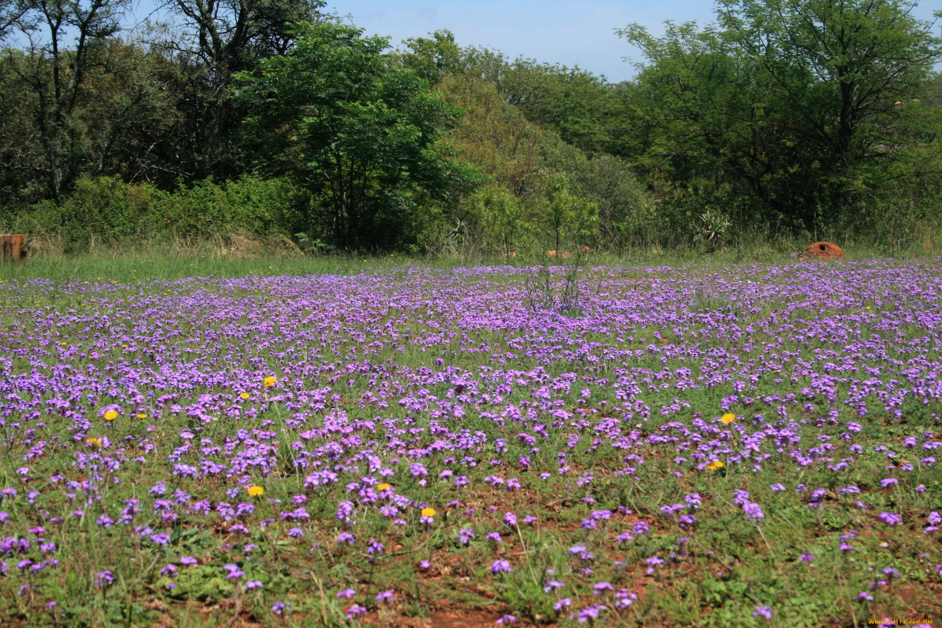 природа, луга, лето, цветы, луг