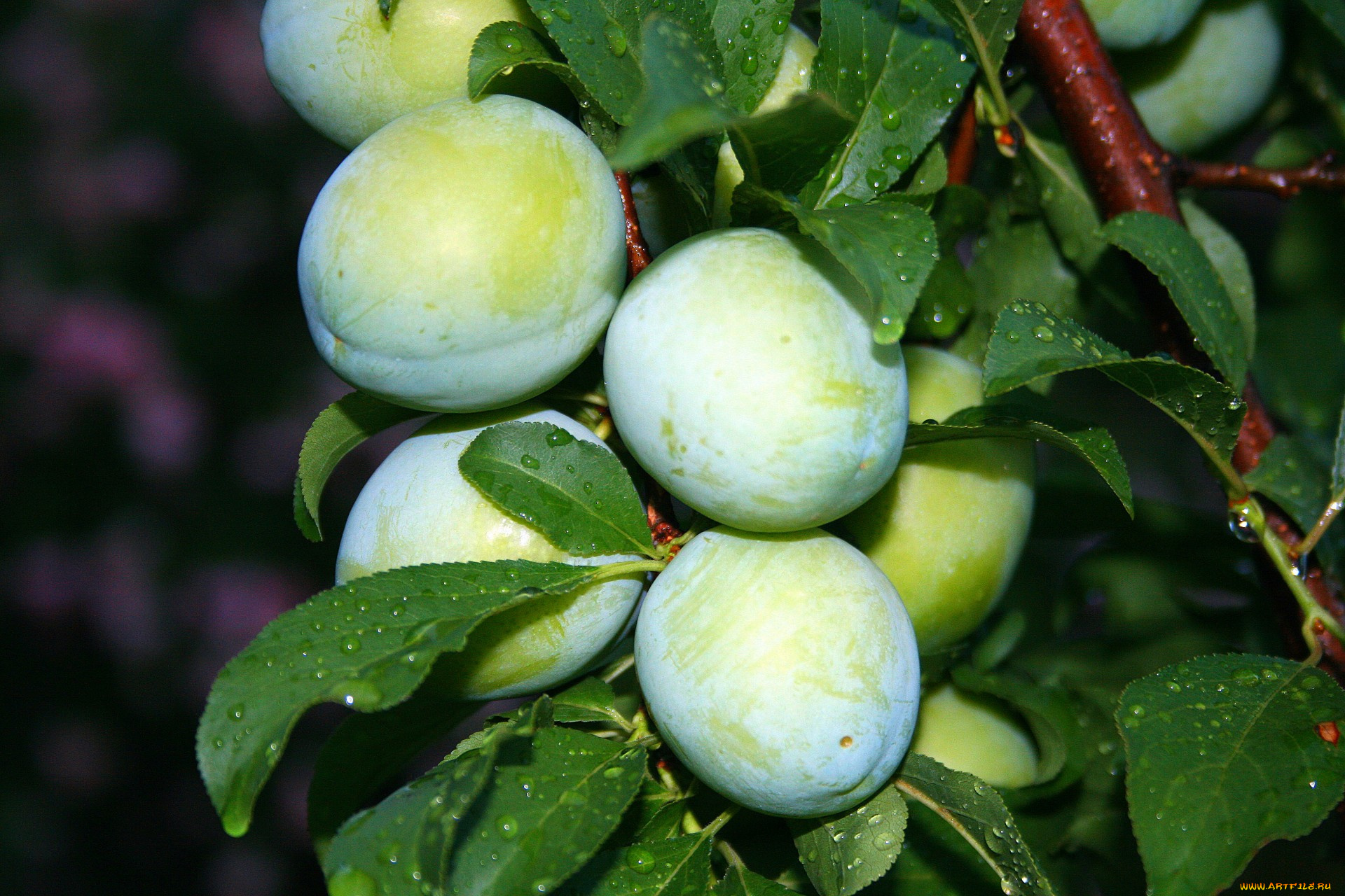 природа, плоды, сливы