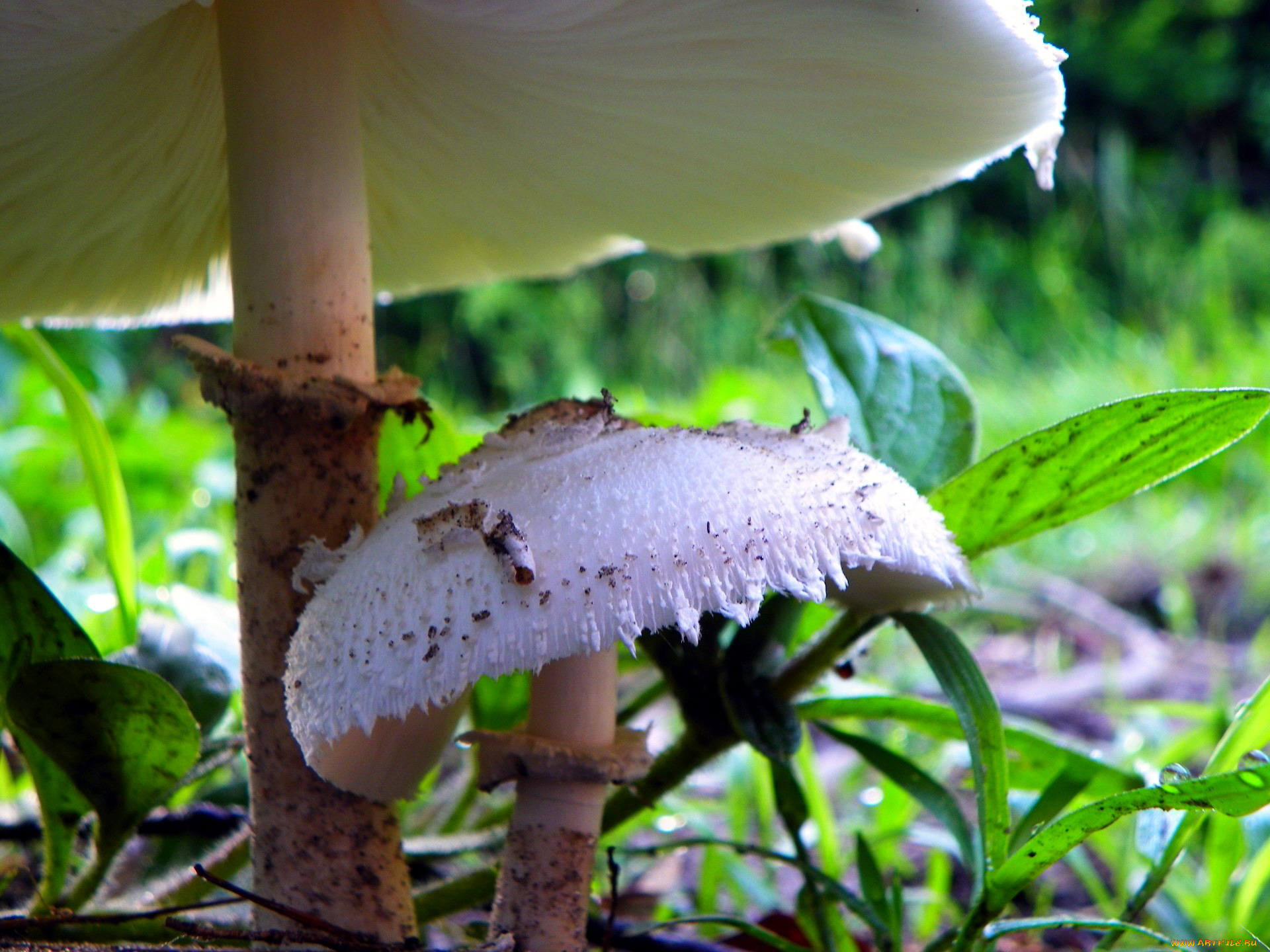 природа, грибы, гриб-зонтик